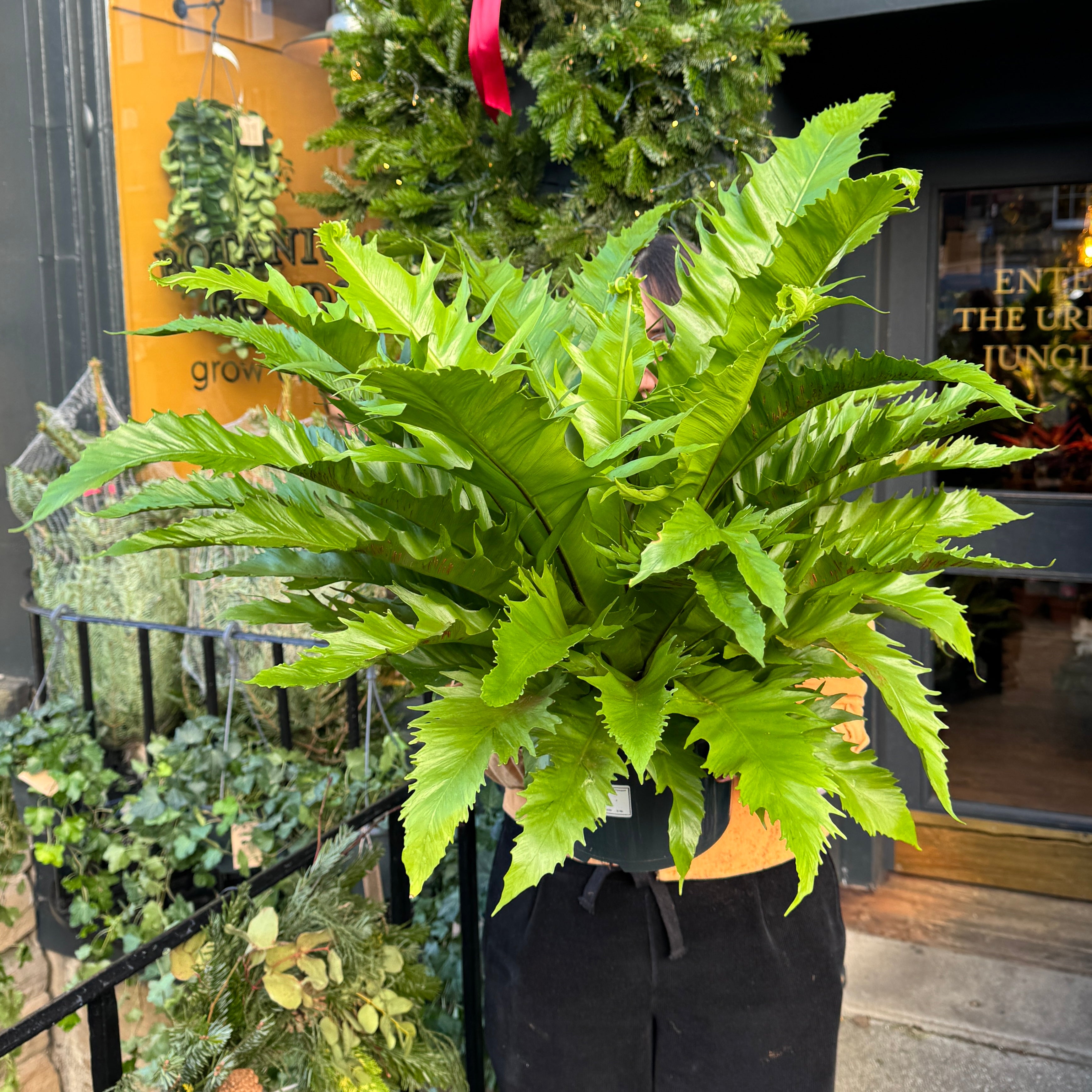 Asplenium 'Gioia' XL