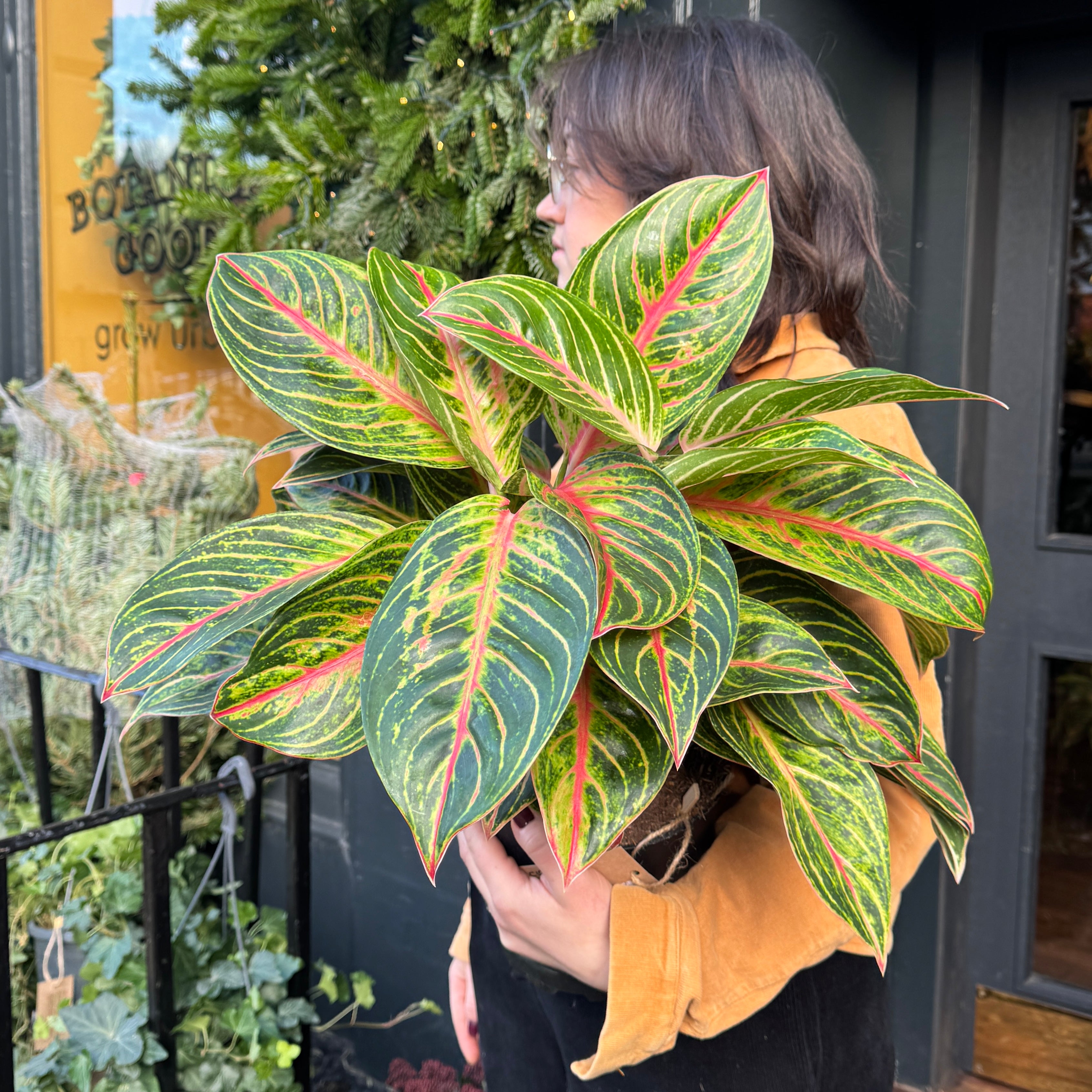 Aglaonema 'Red Okapi'
