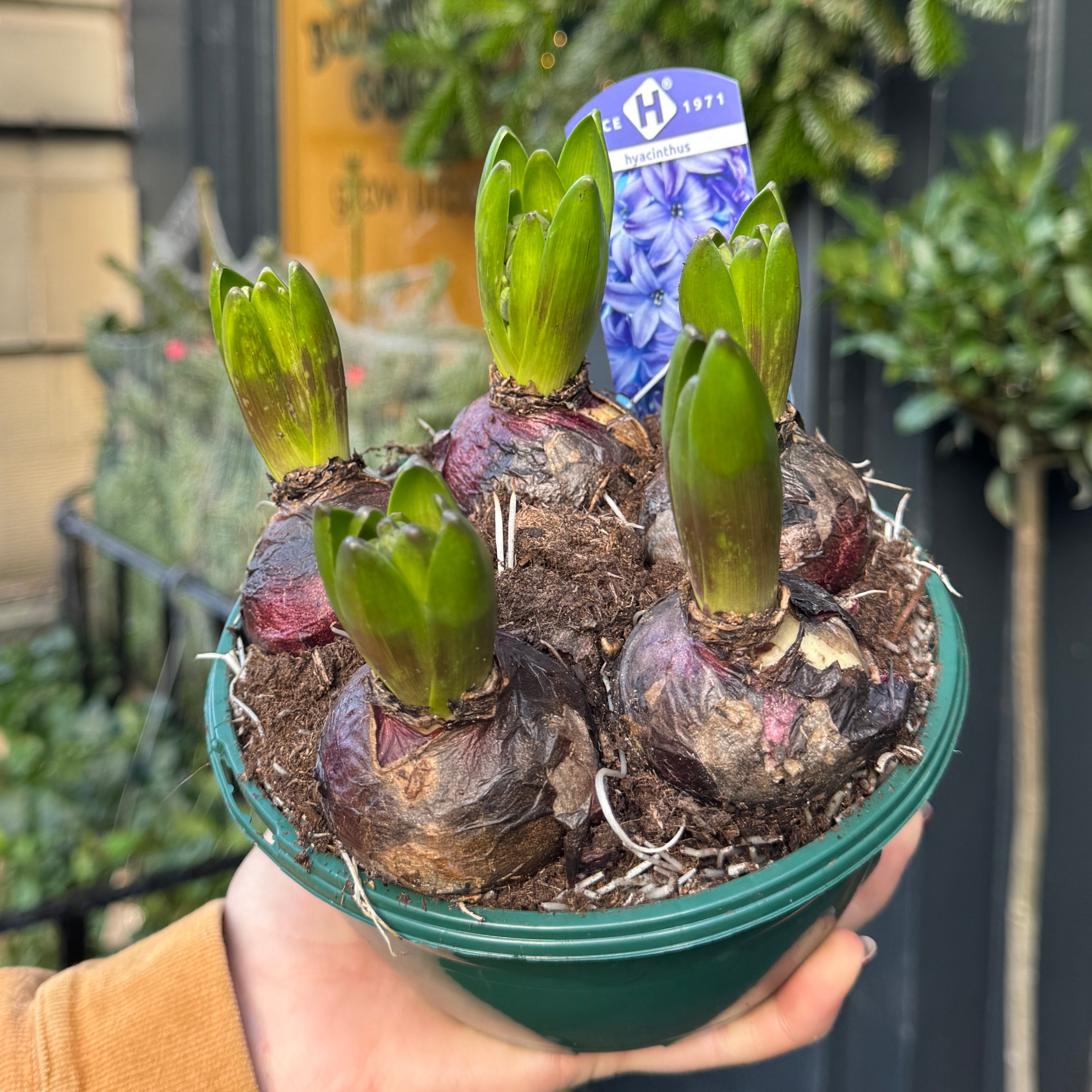 Hyacinthus orientalis (5 bulbs)