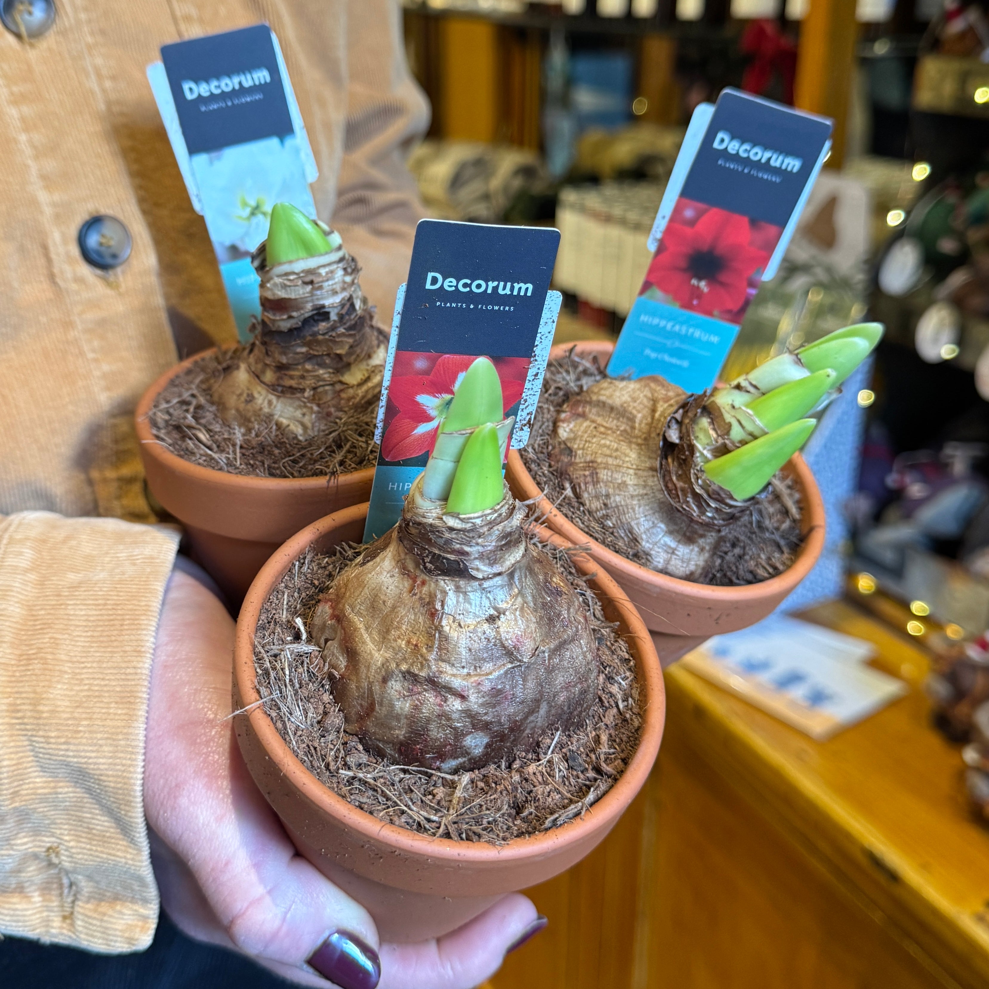 Amaryllis in 9cm Terracotta Pot