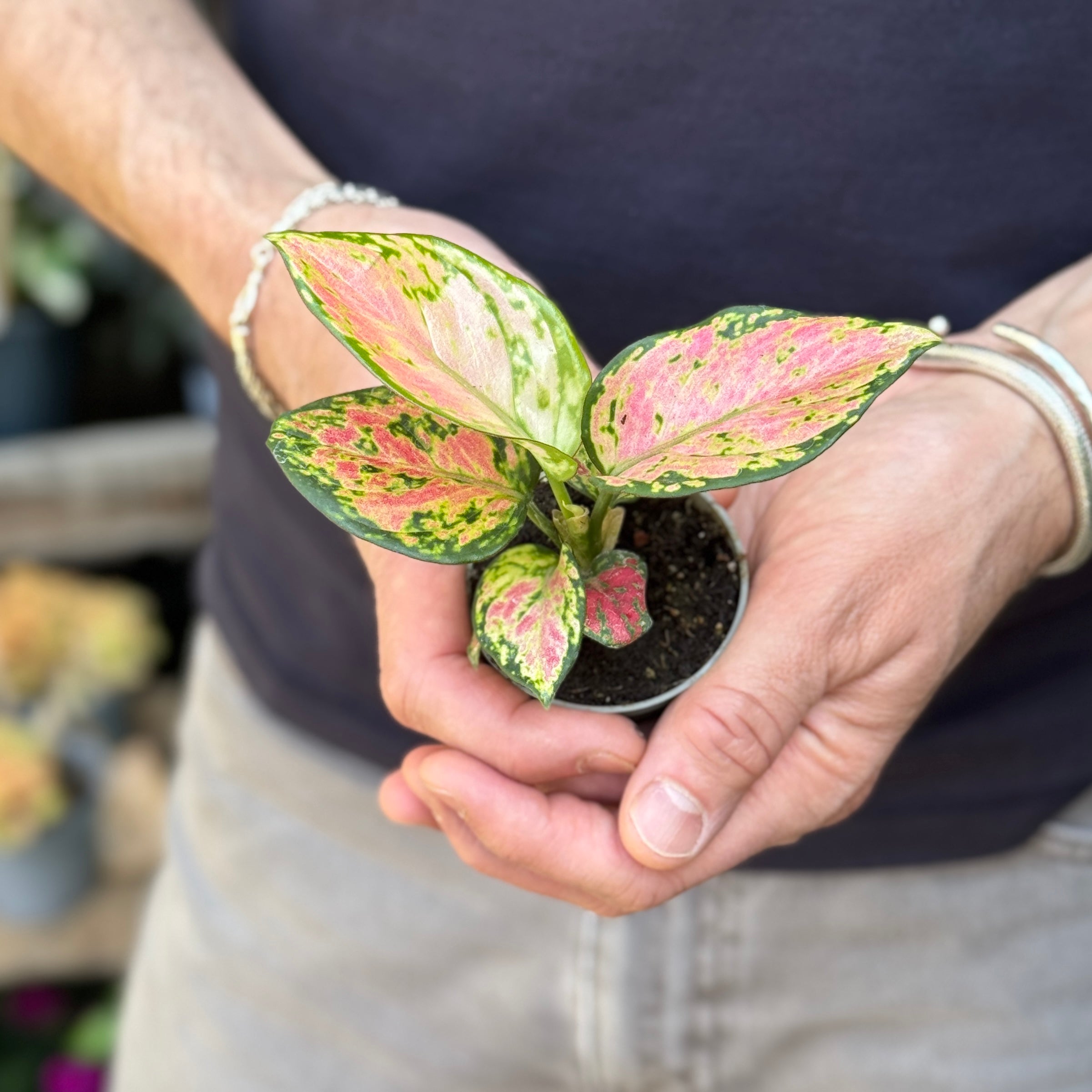 Aglaonema 'Lucky Red'