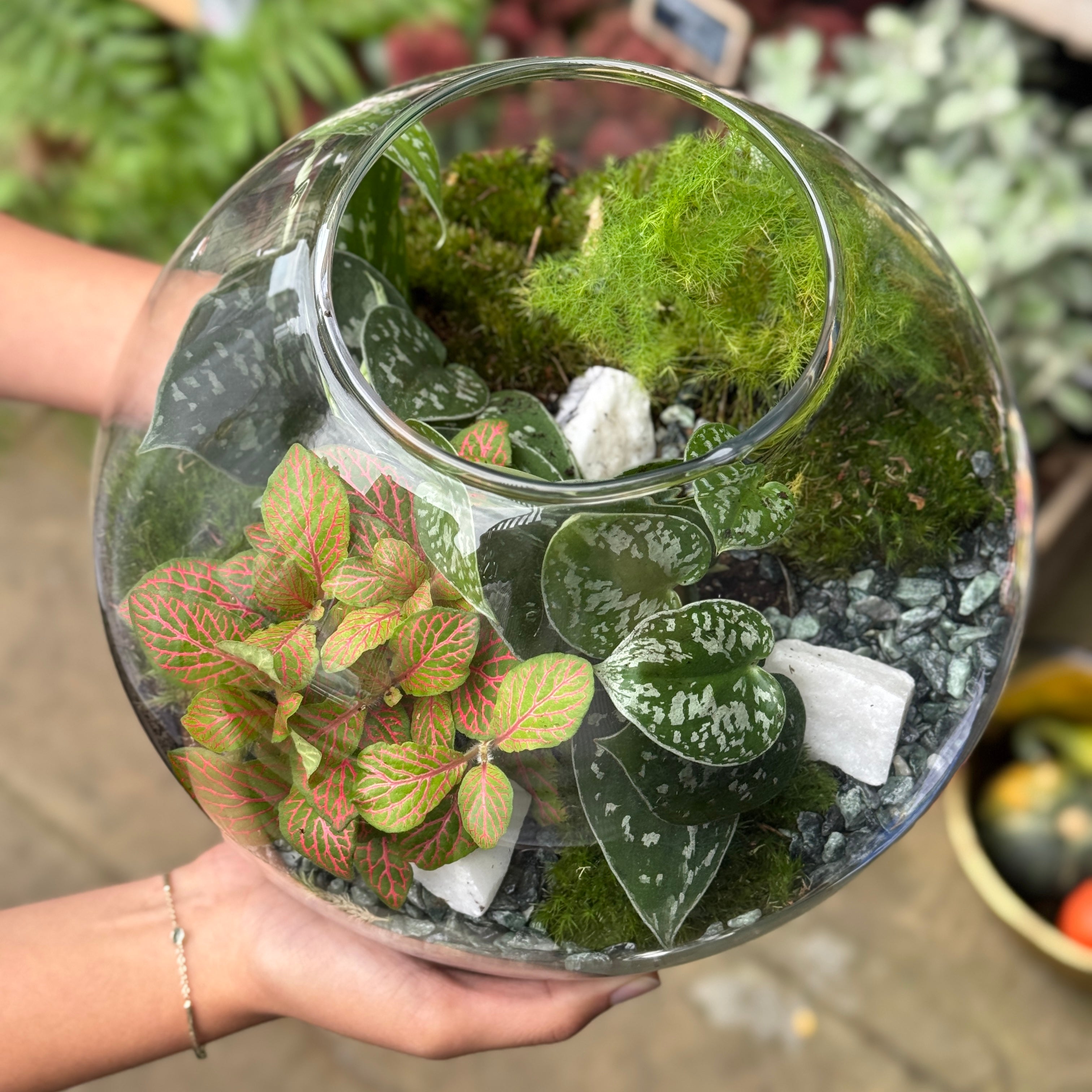 Spheroid Terrarium