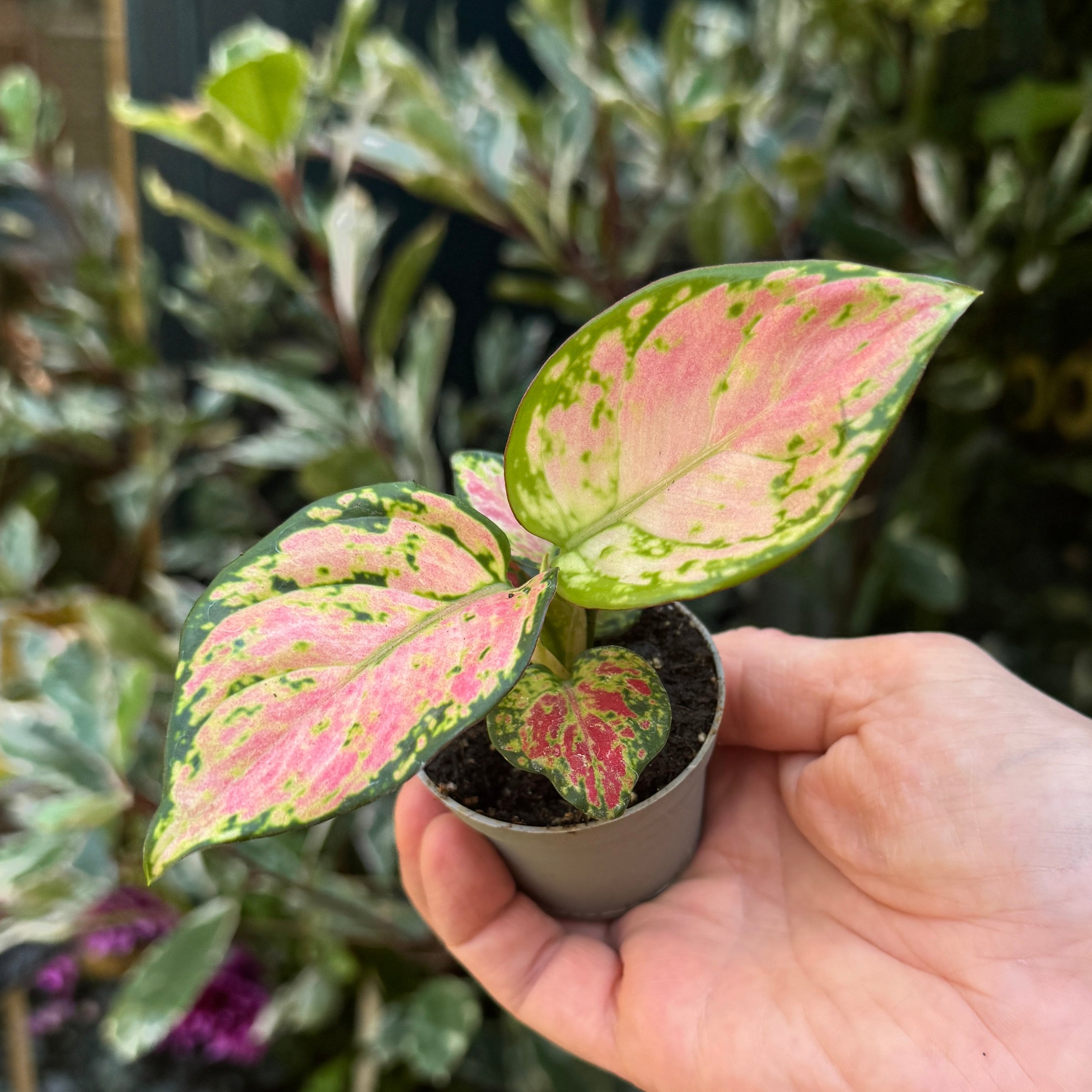 A small potted variegated Aglaonema plant with pink and green leaves, held in a person's hand against a blurred garden background.