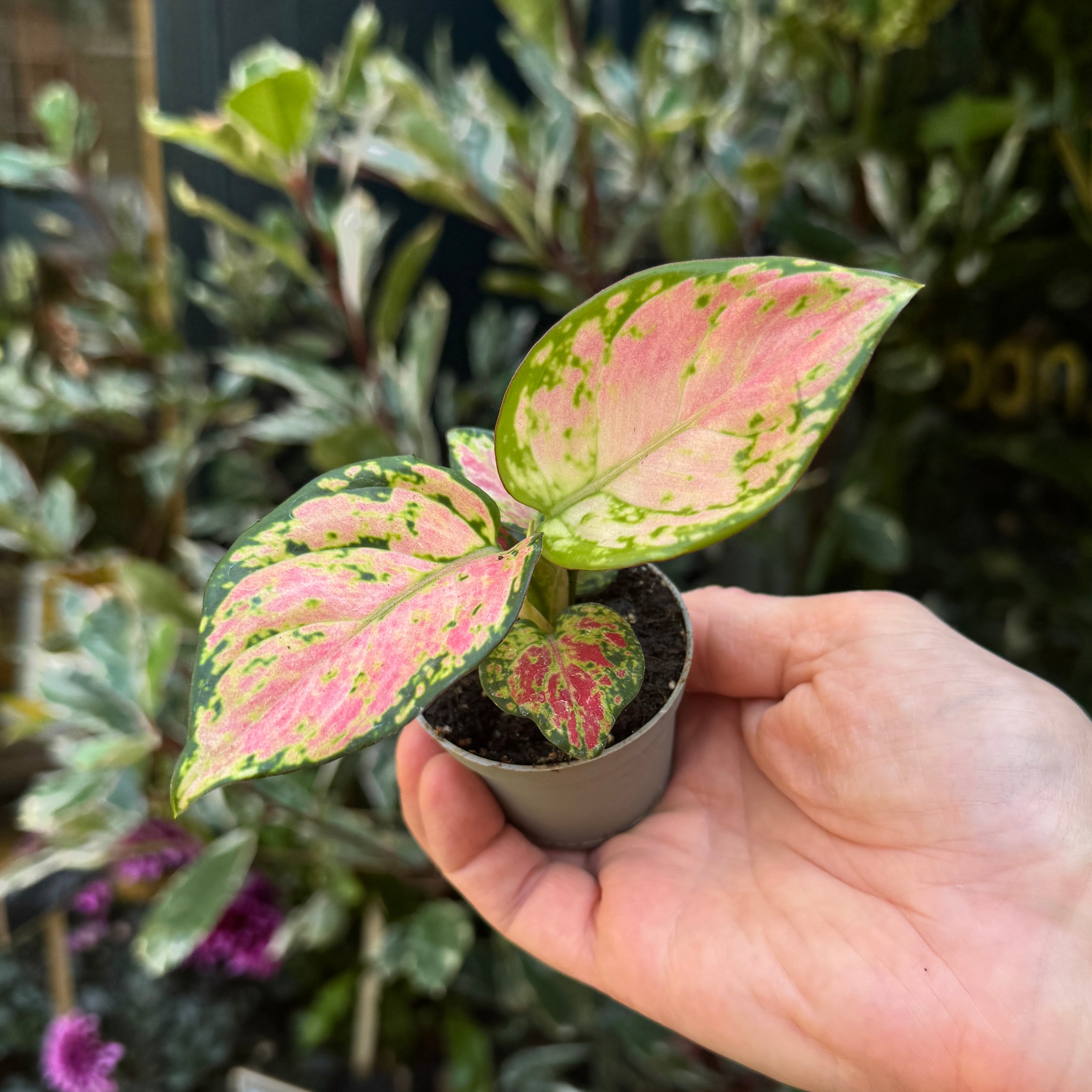 Aglaonema 'Lucky Red'