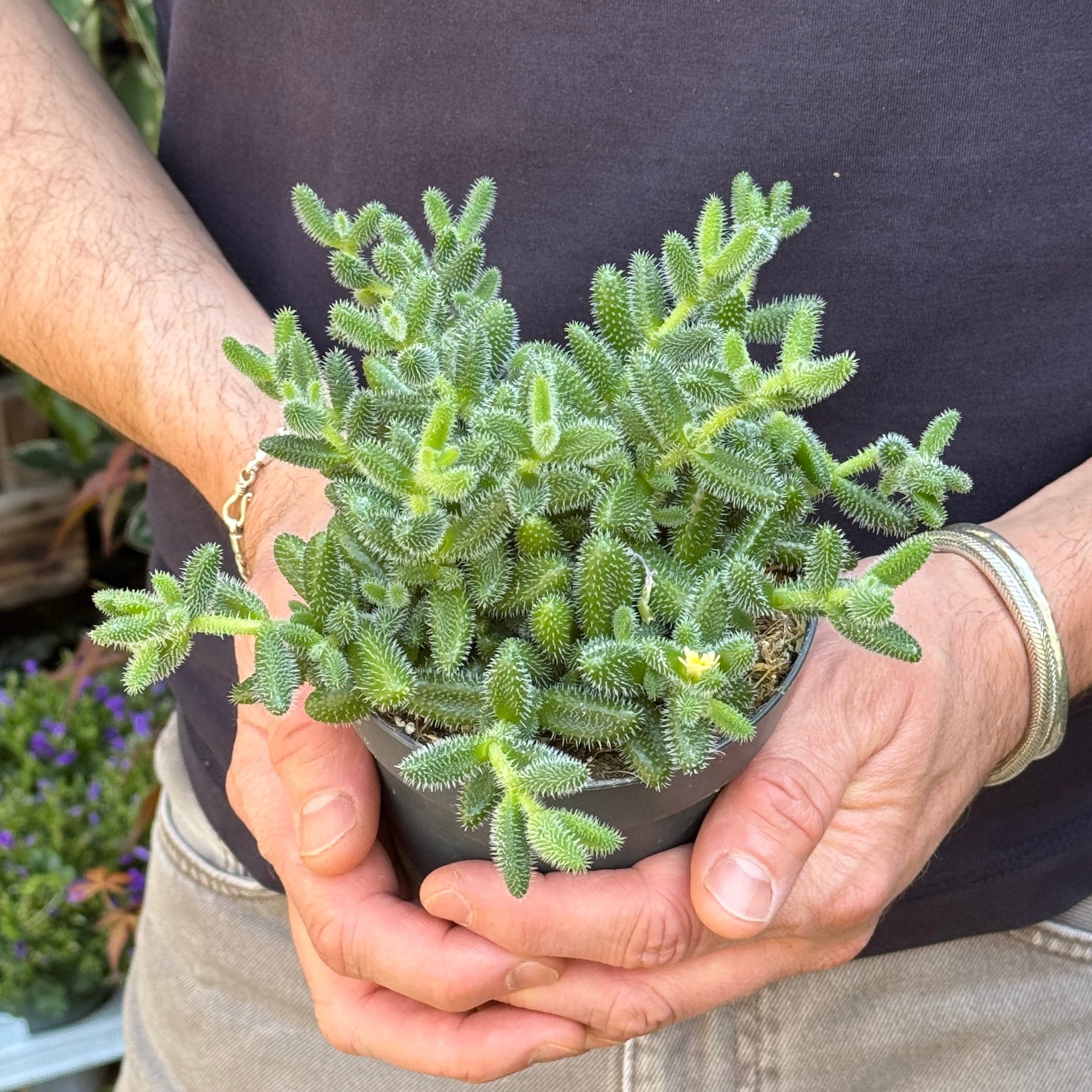 Delosperma echinatum