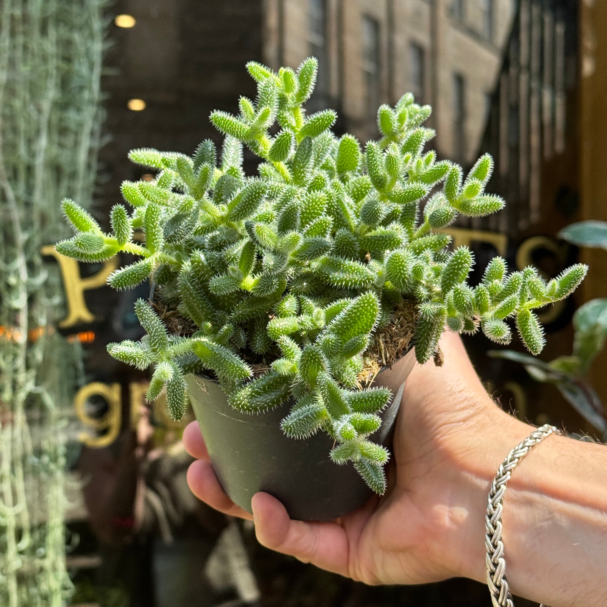Delosperma echinatum