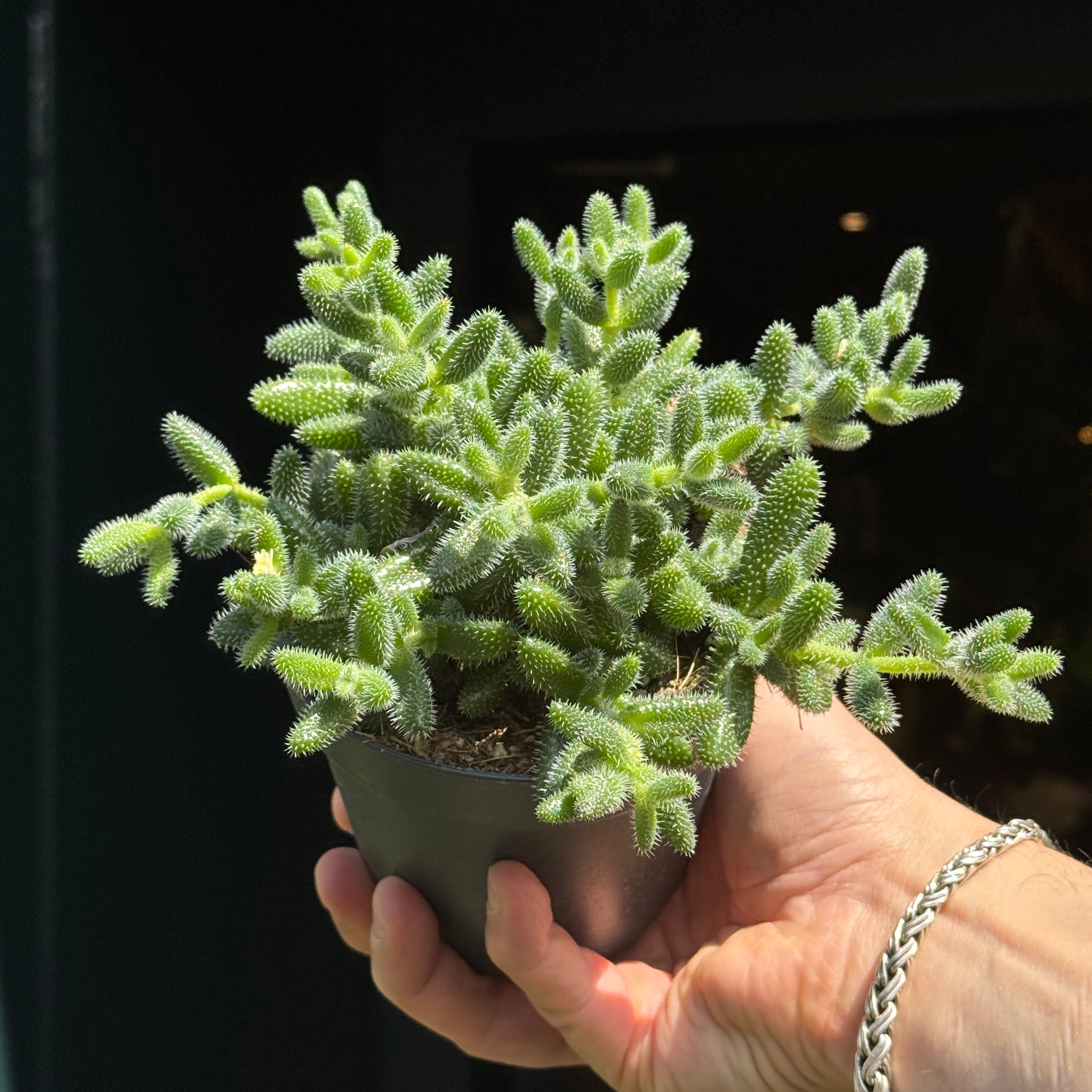 Delosperma echinatum