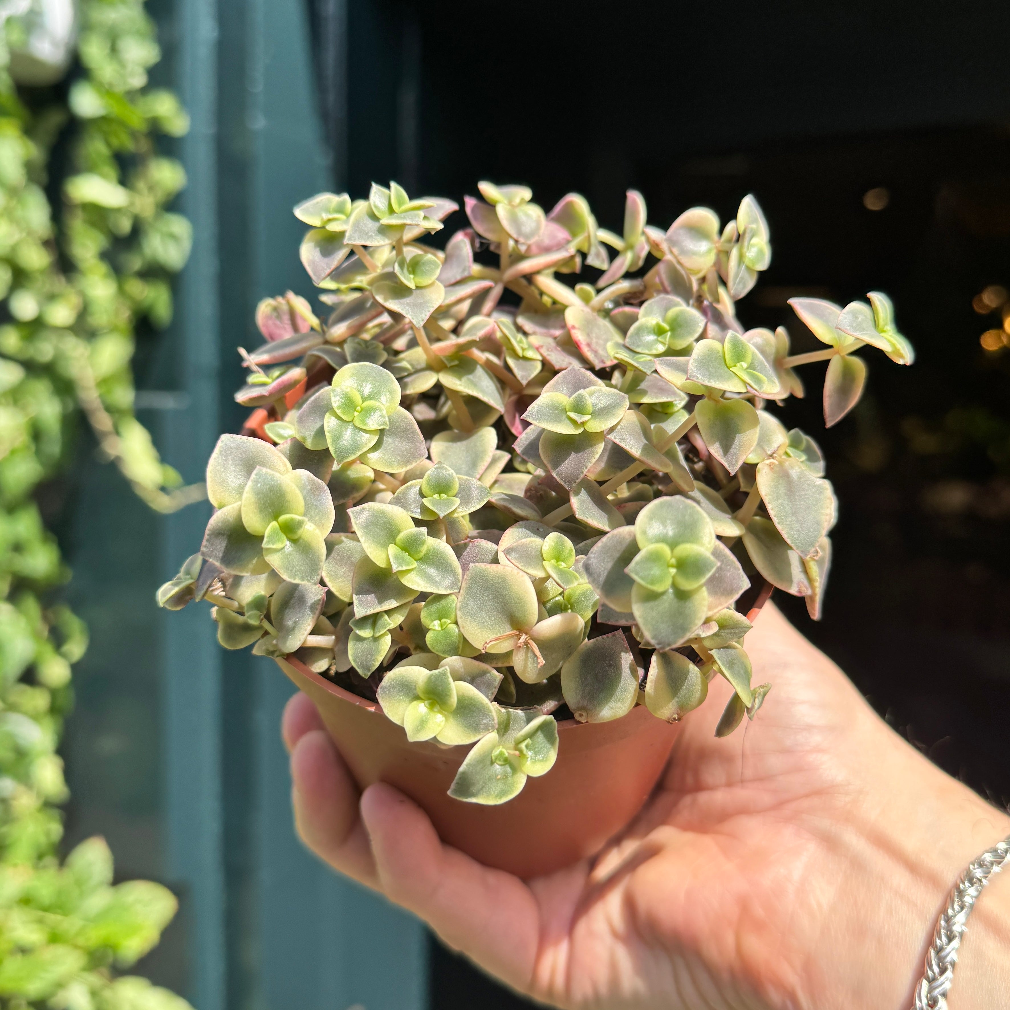 Crassula pellucida subsp. marginalis