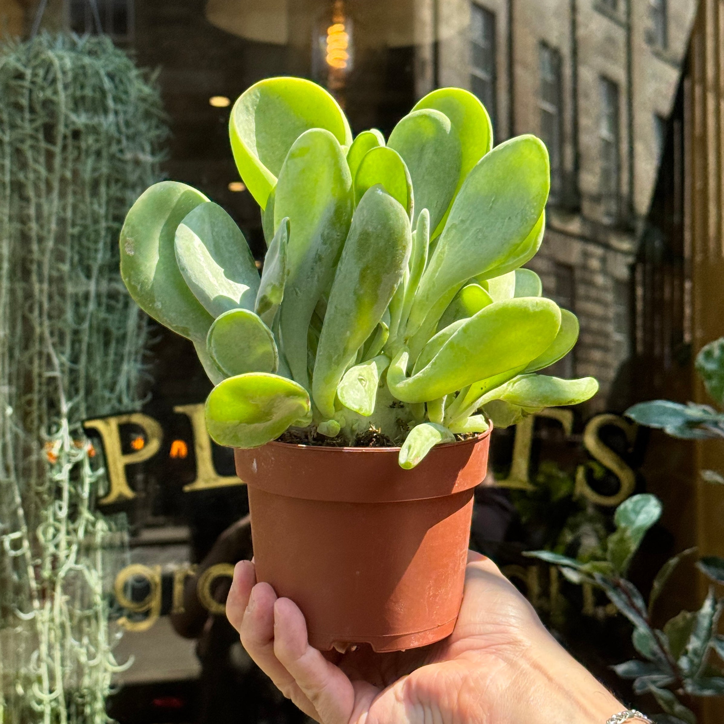 Kalanchoe luciae 'Oricula'