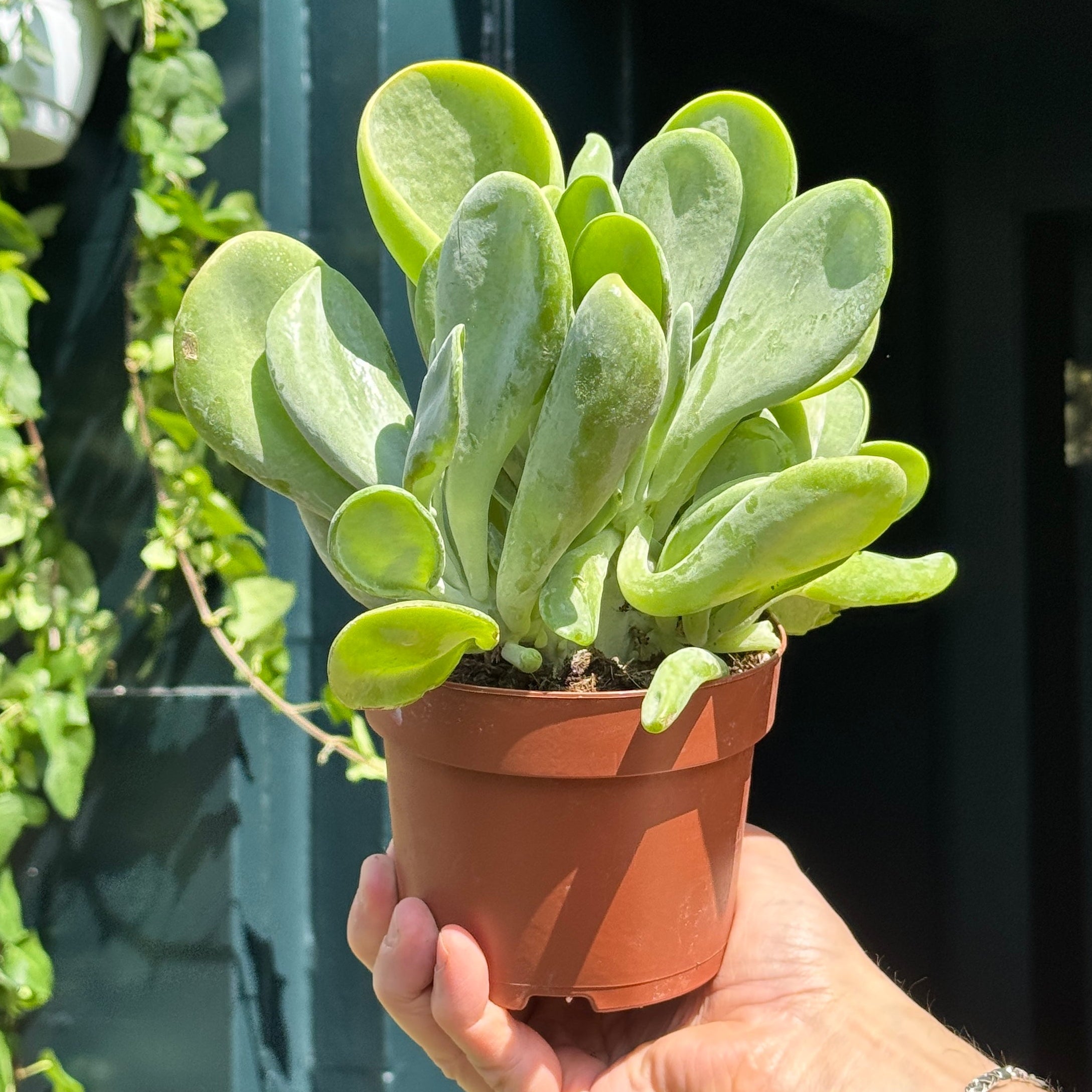 Kalanchoe luciae 'Oricula'
