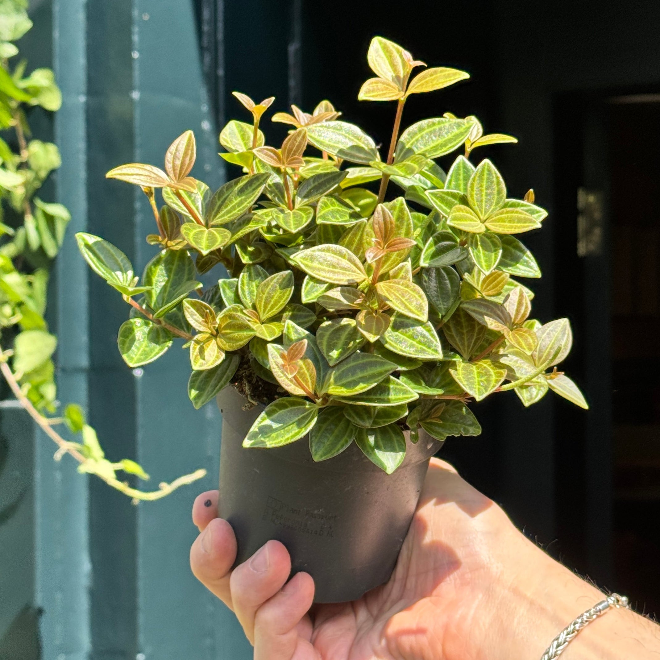 Peperomia 'Rocca Vivace'