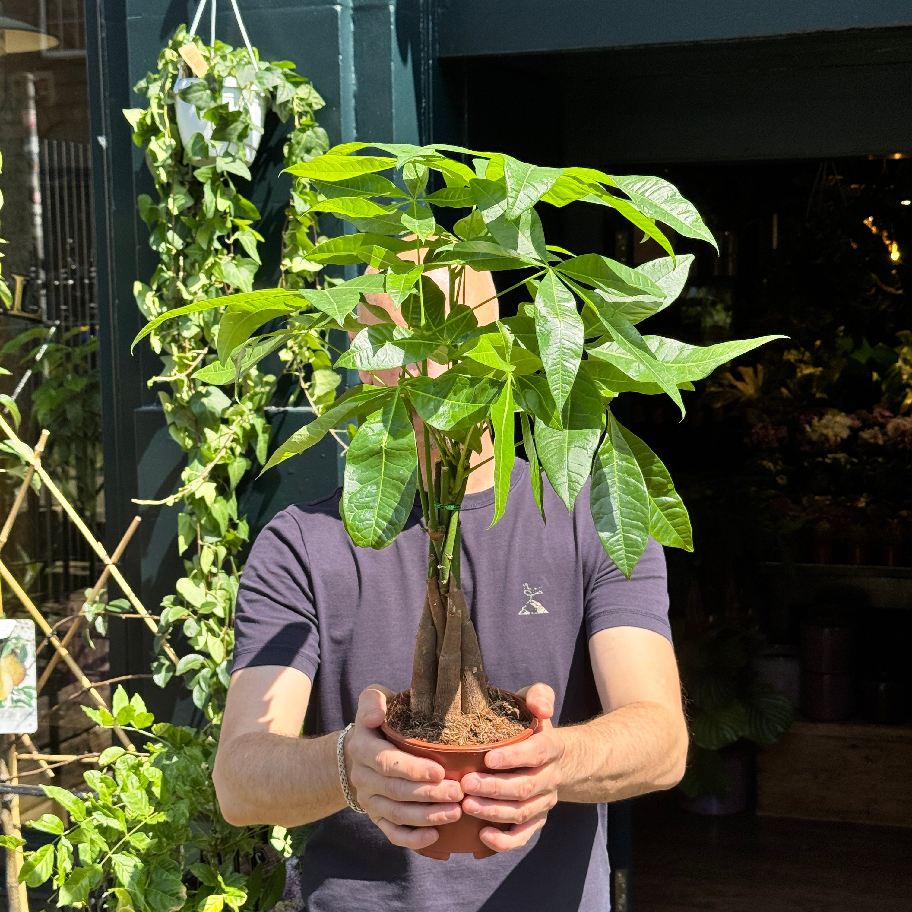 Pachira aquatica (14cm pot)