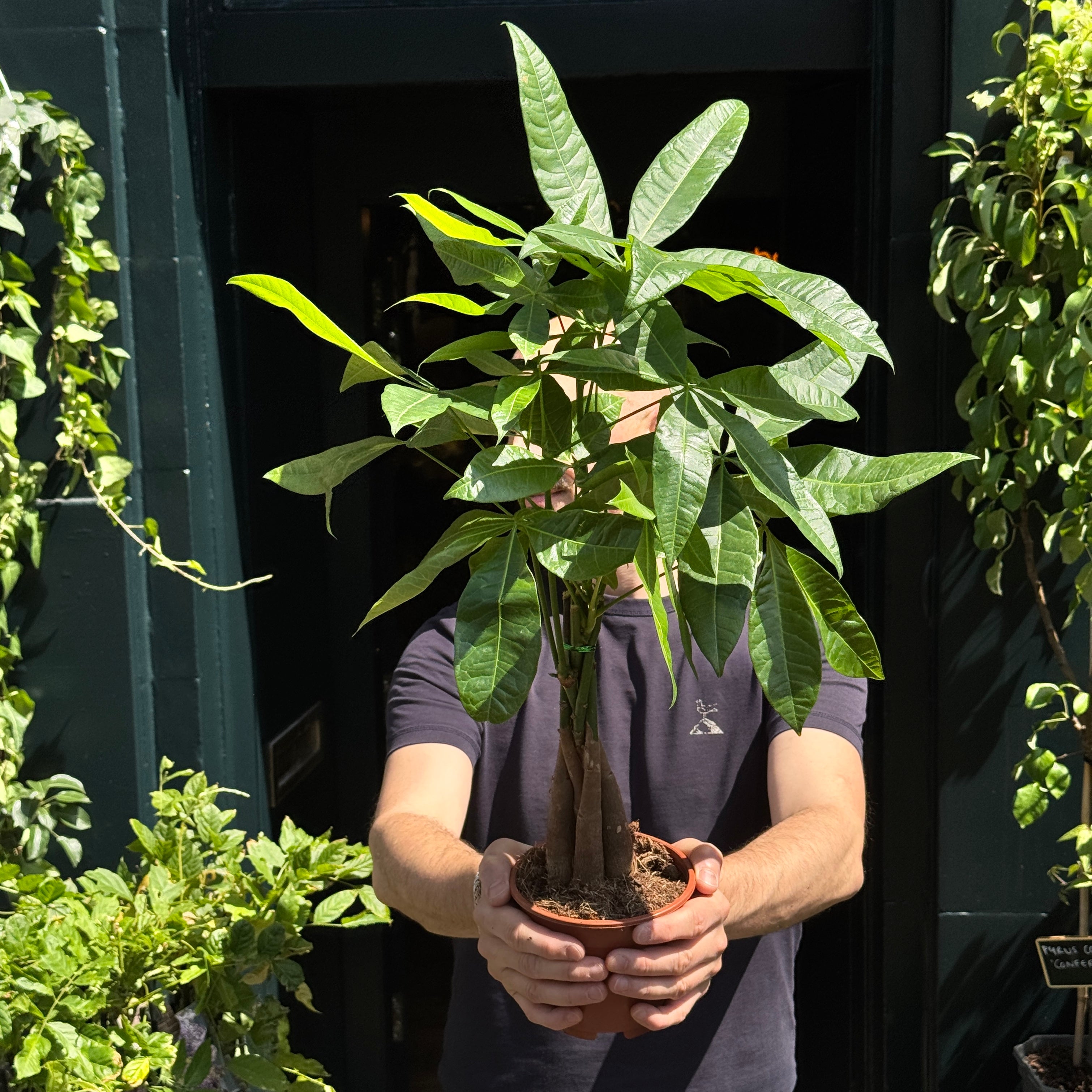 Pachira aquatica (14cm pot)