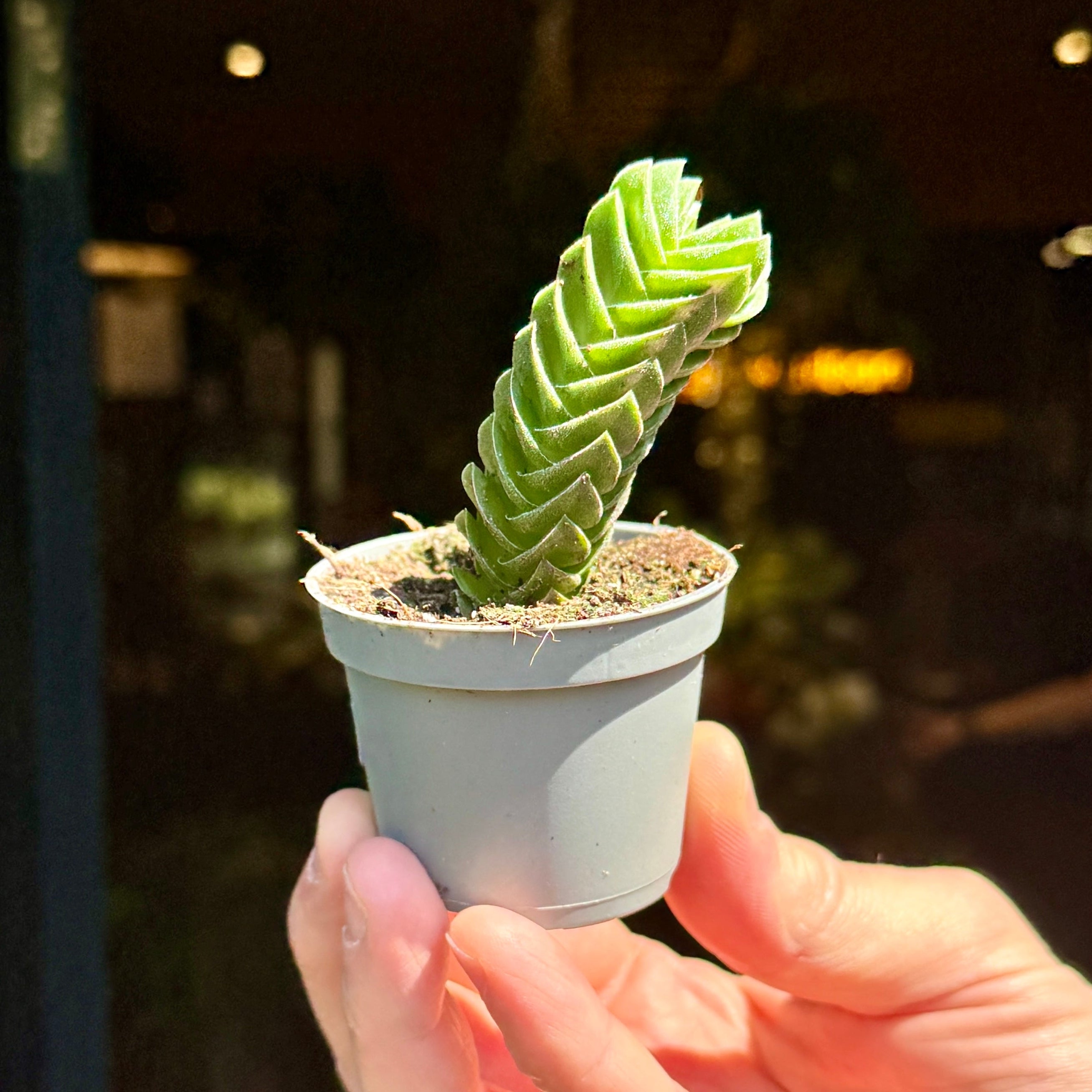 Crassula 'Buddha's Temple'
