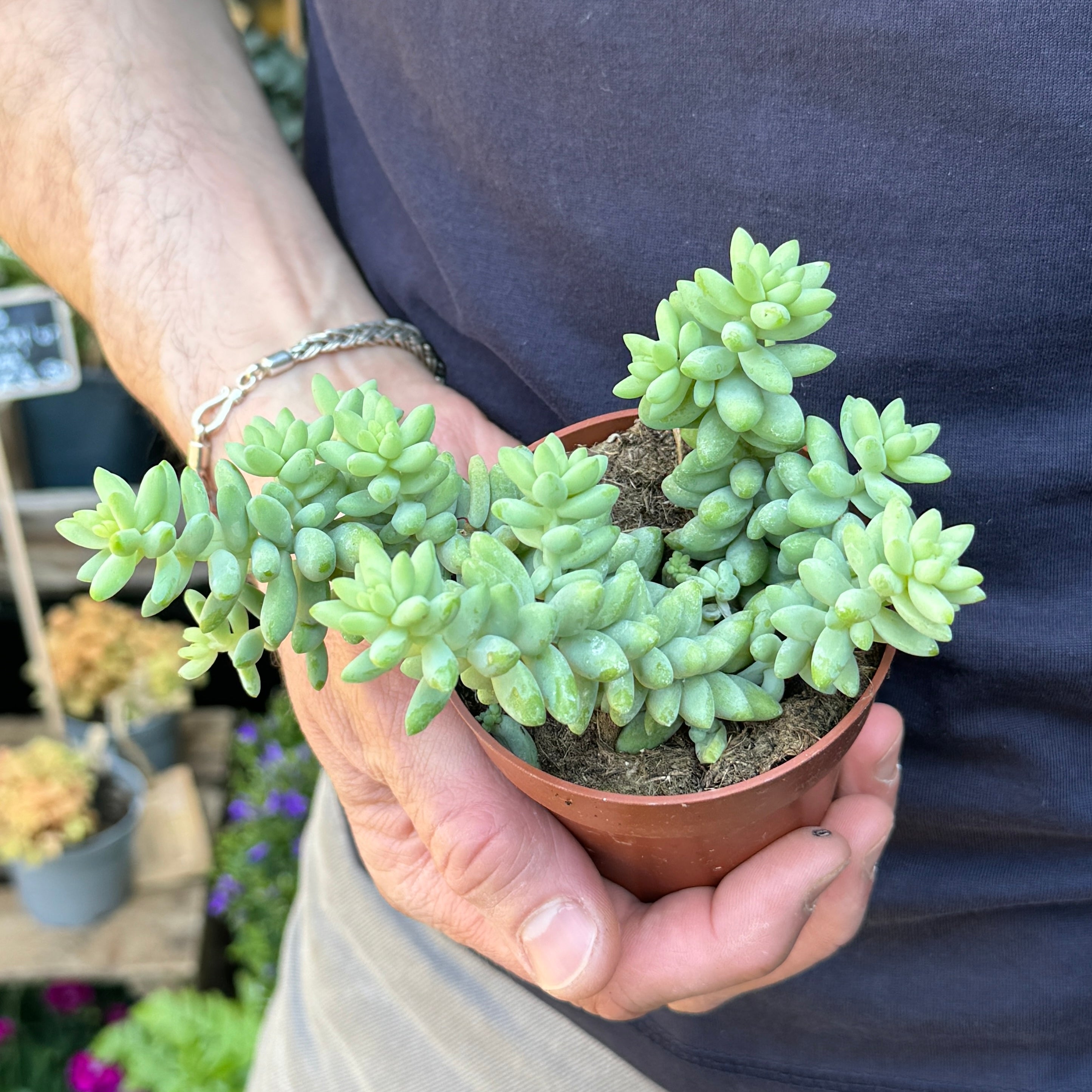 Sedum ‘Burrito’