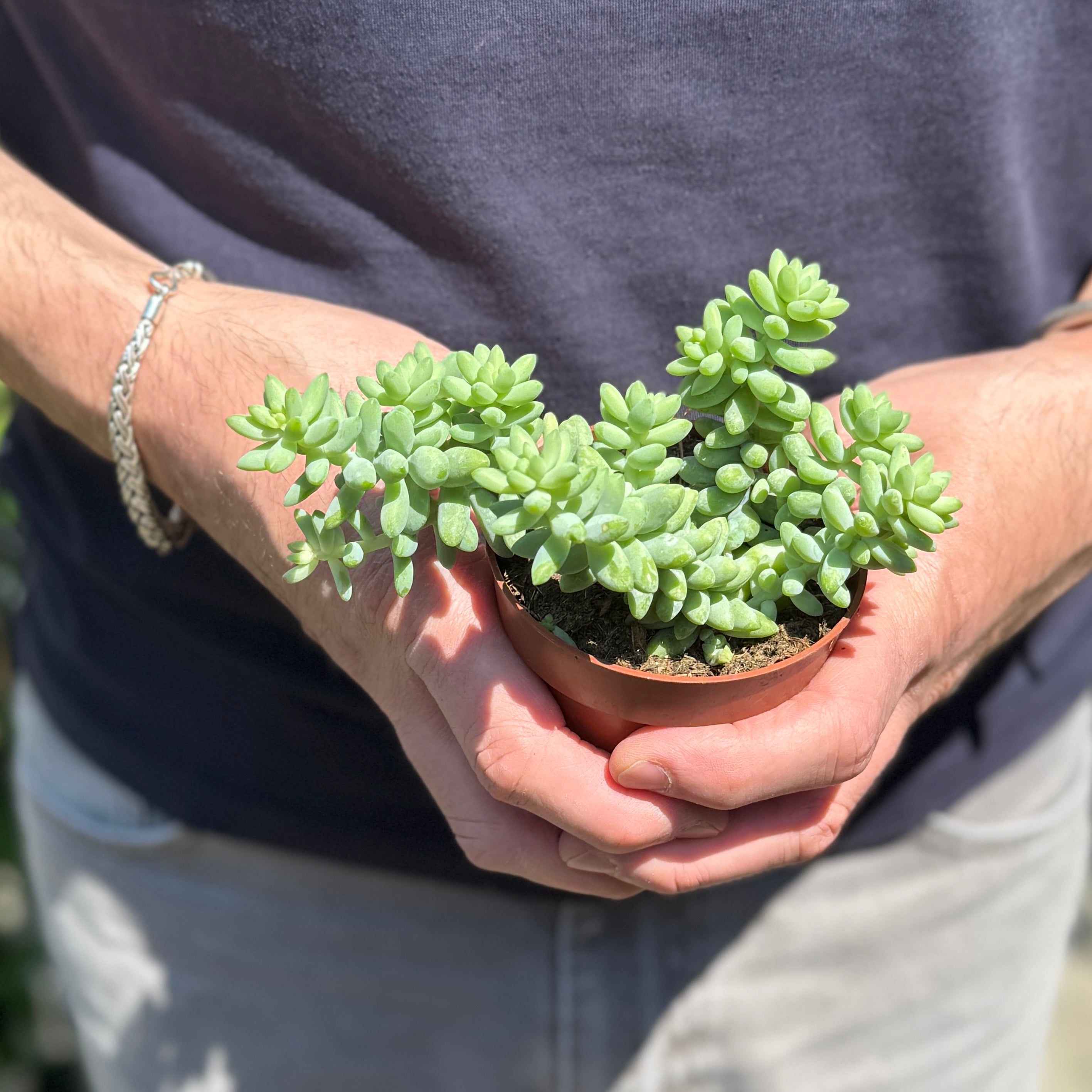 Sedum ‘Burrito’