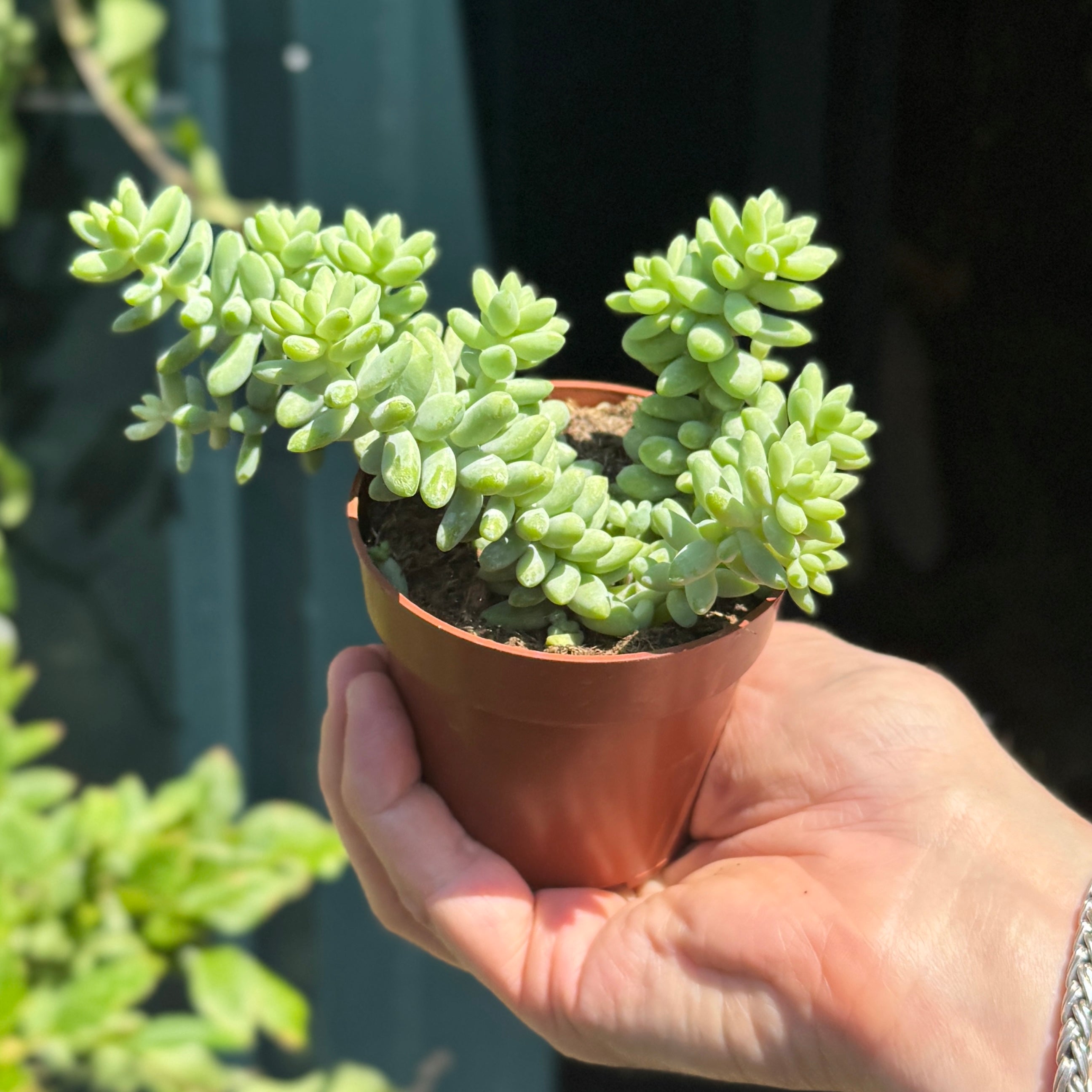Sedum ‘Burrito’