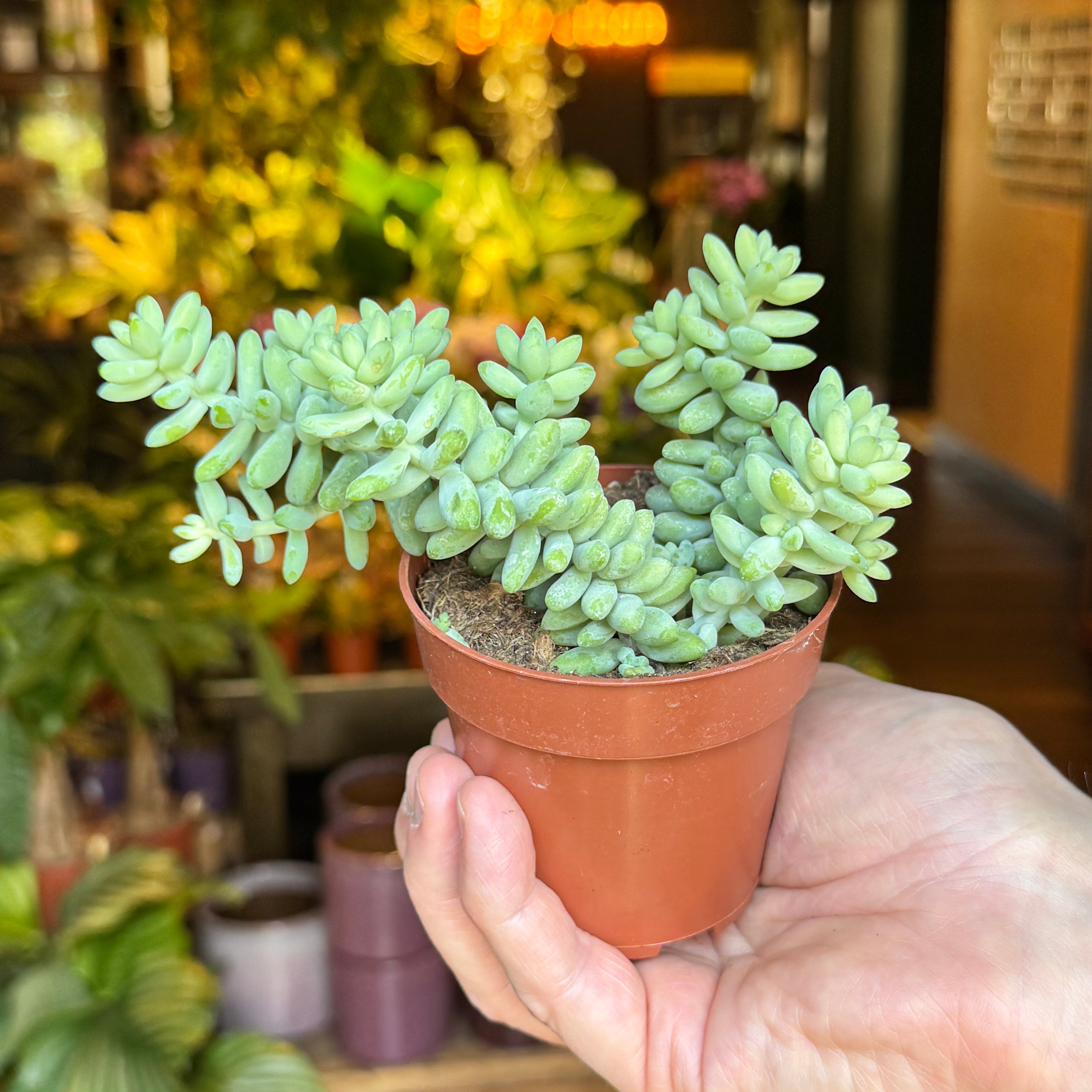 Sedum ‘Burrito’