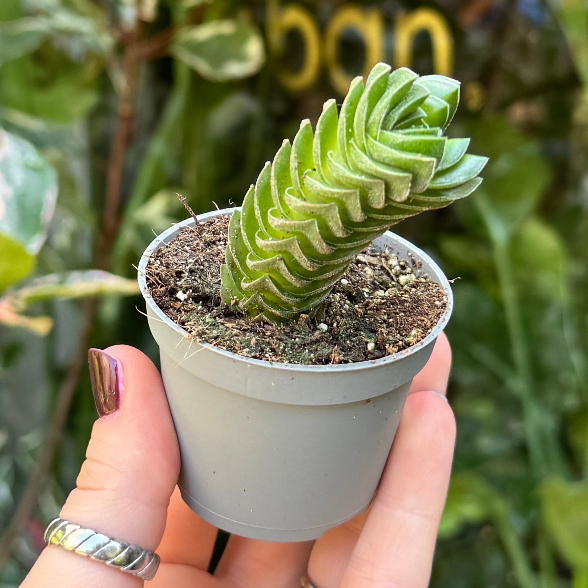 A small green succulent plant in a light gray plastic nursery pot, held in a person's hand with blurred green foliage in the background.
