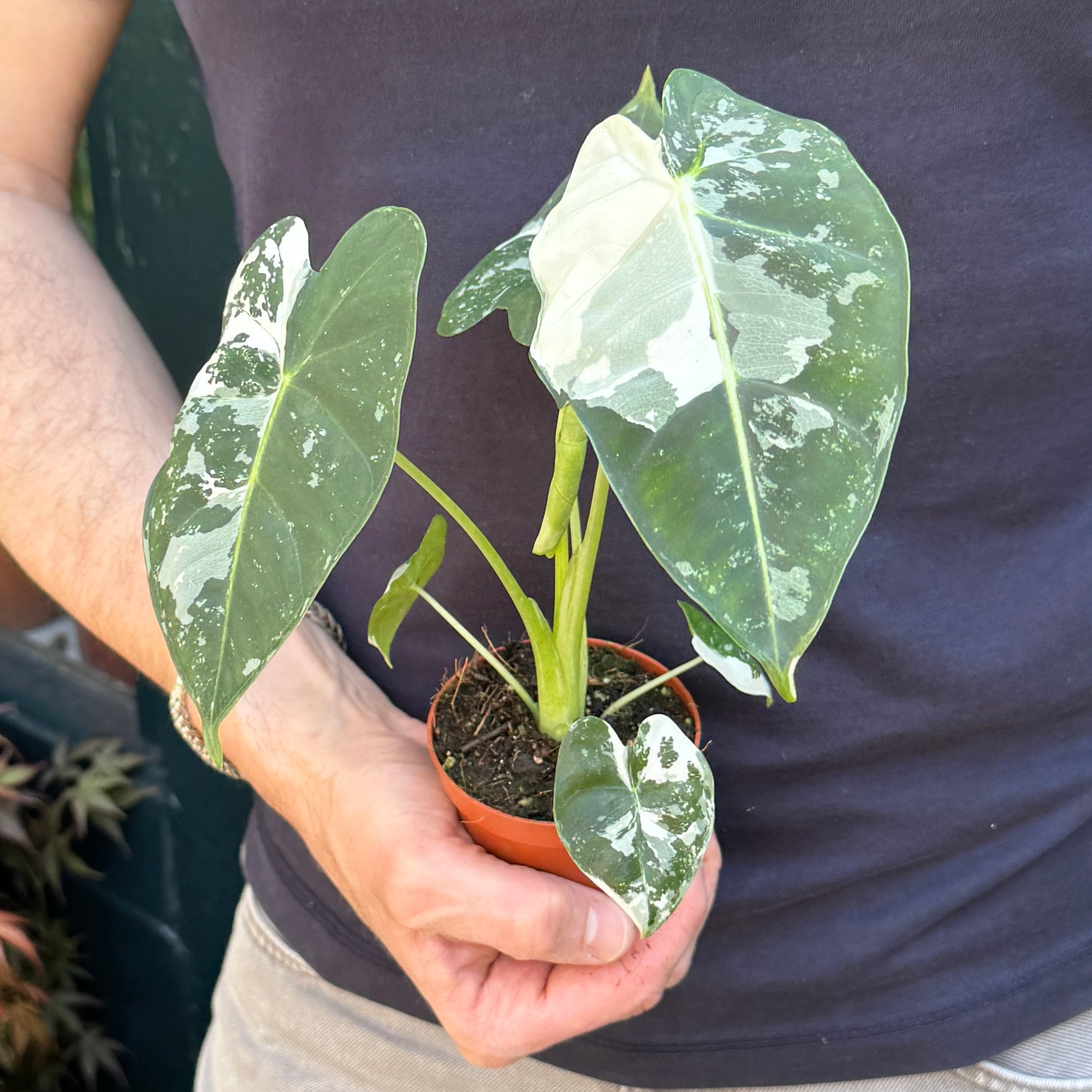 Alocasia micholitziana ‘Frydek’ Variegata