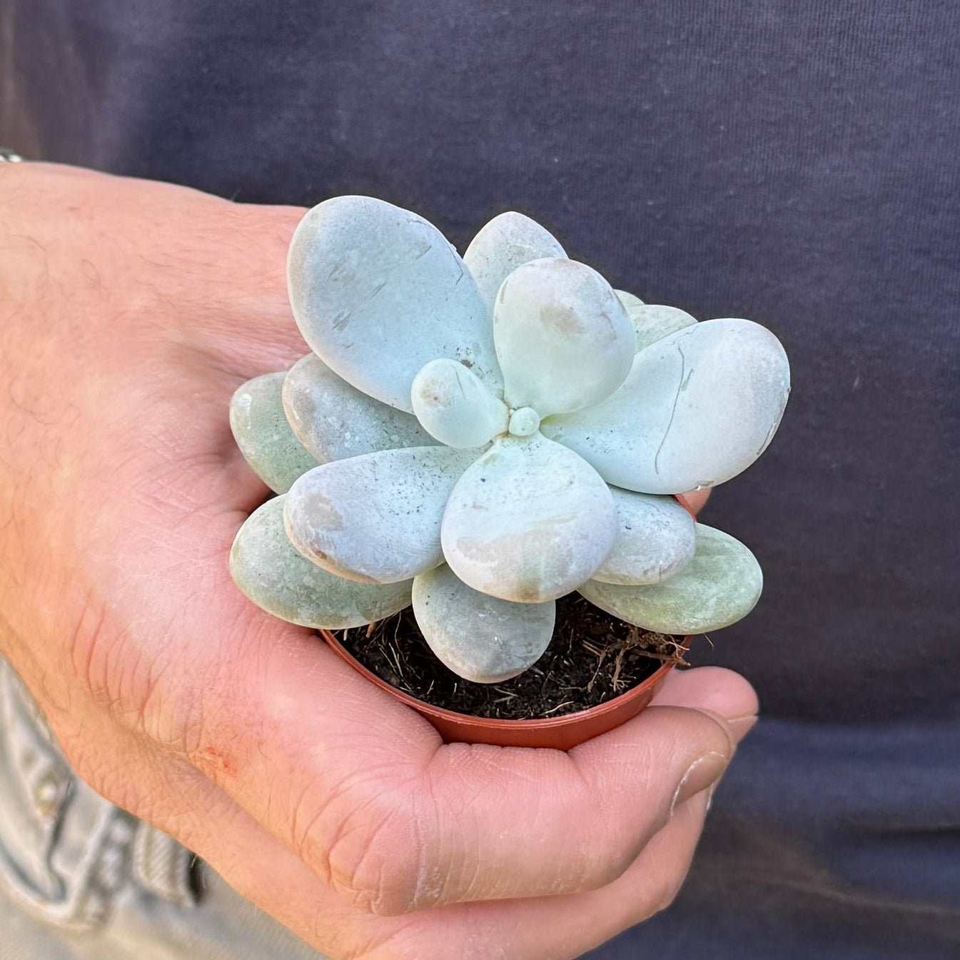 Pachyphytum oviferum 'Rubra'