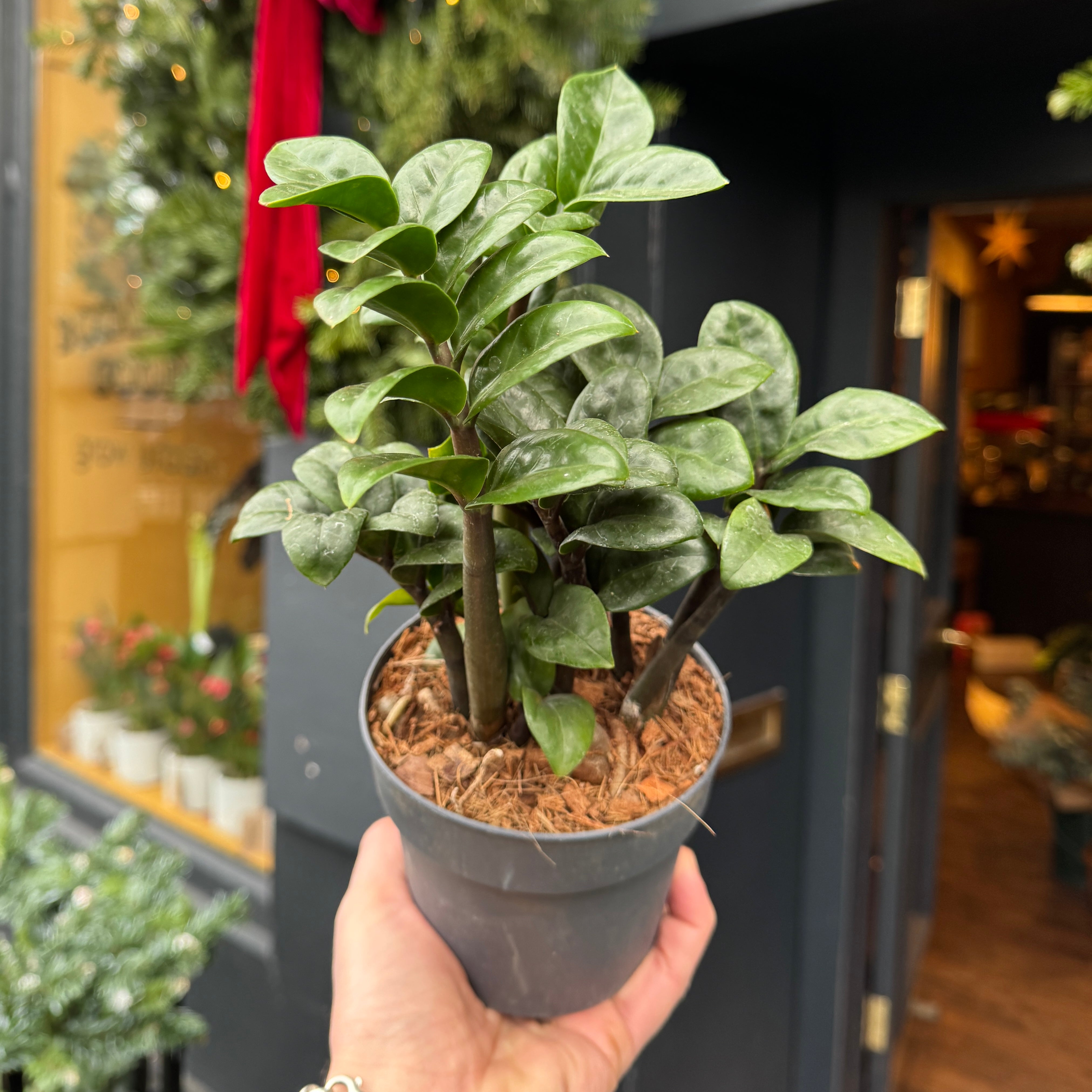 Zamioculcas zamiifolia ‘Zenzi’ (12cm pot)