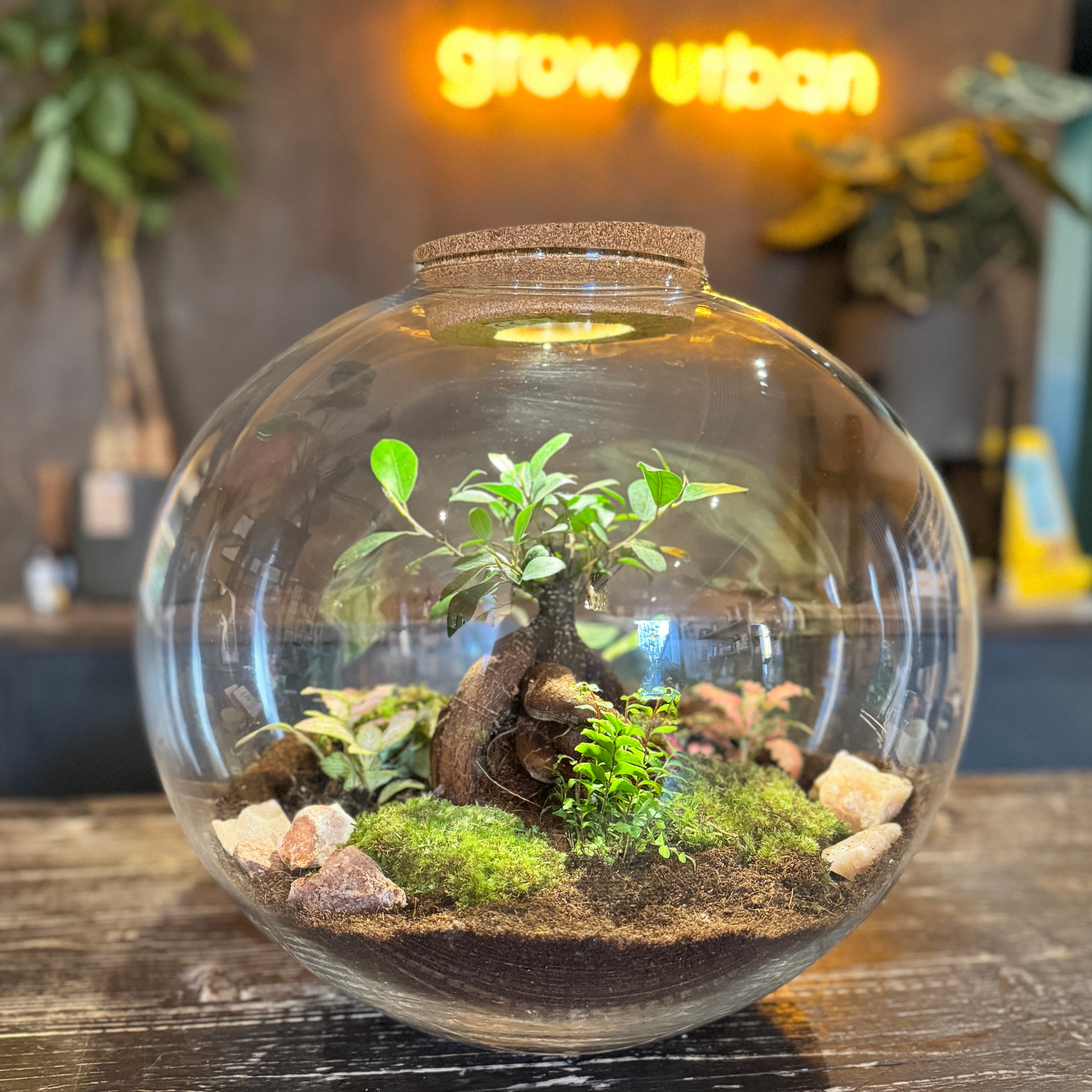 Giant Terrarium with LED Light