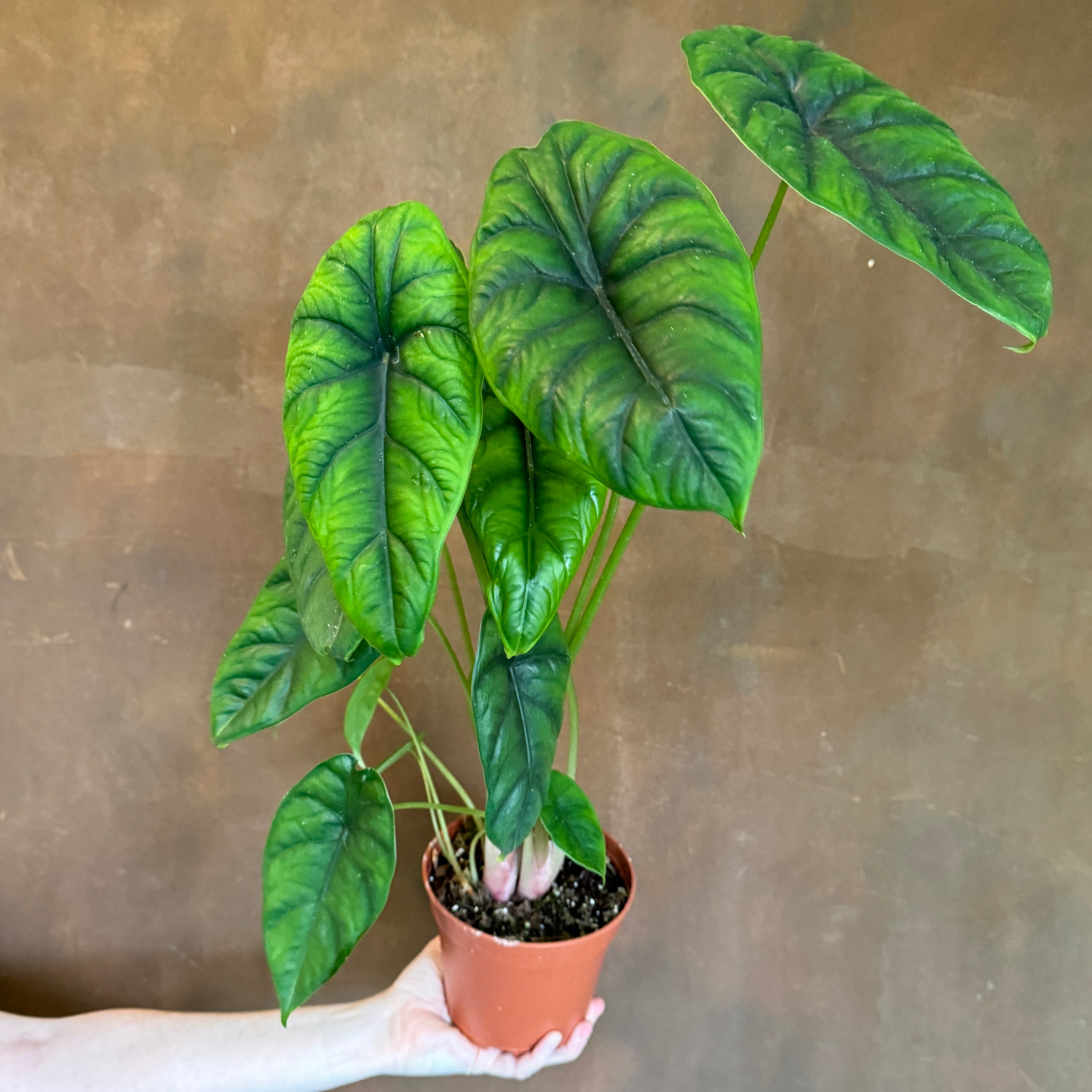 Alocasia puncakborneensis