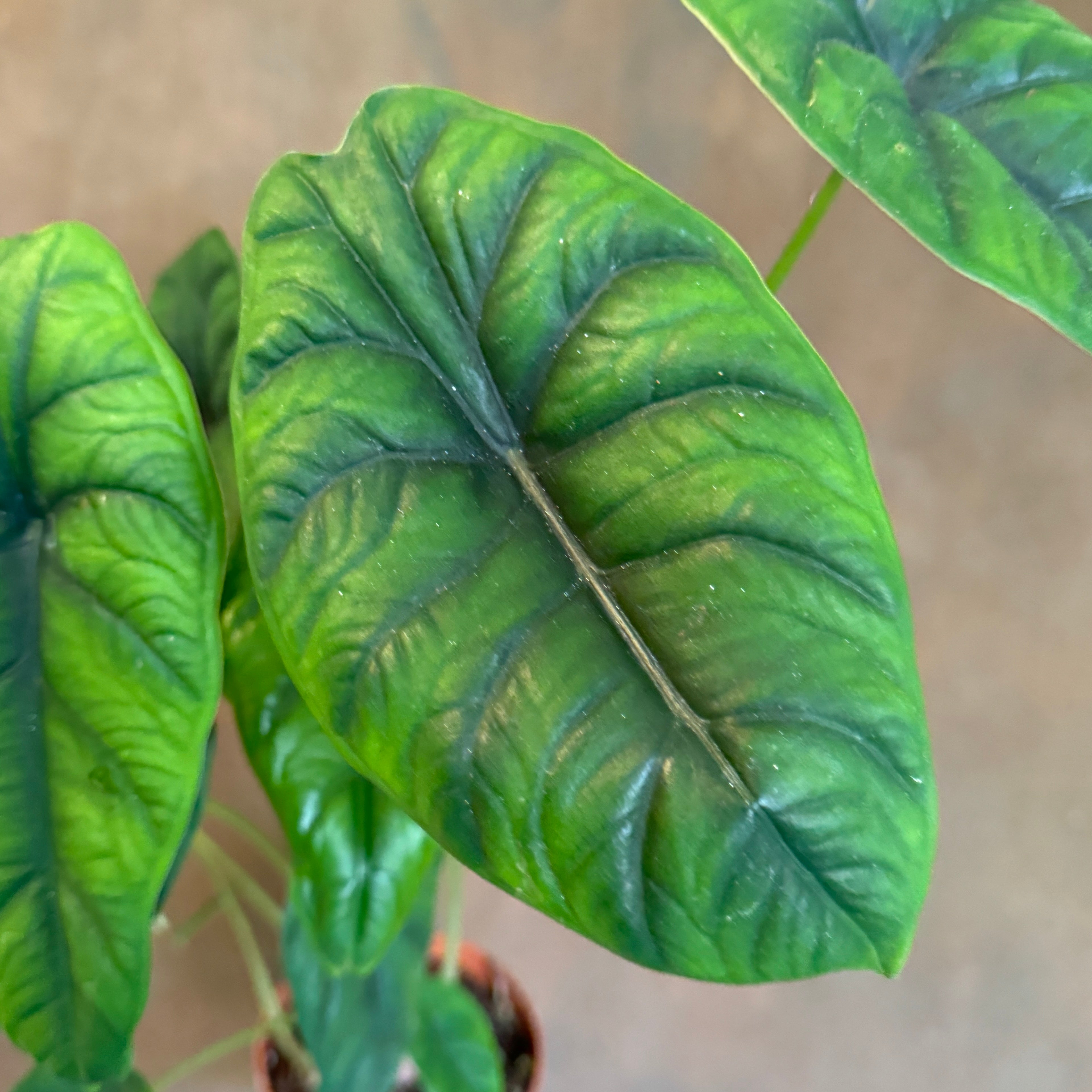 Alocasia puncakborneensis