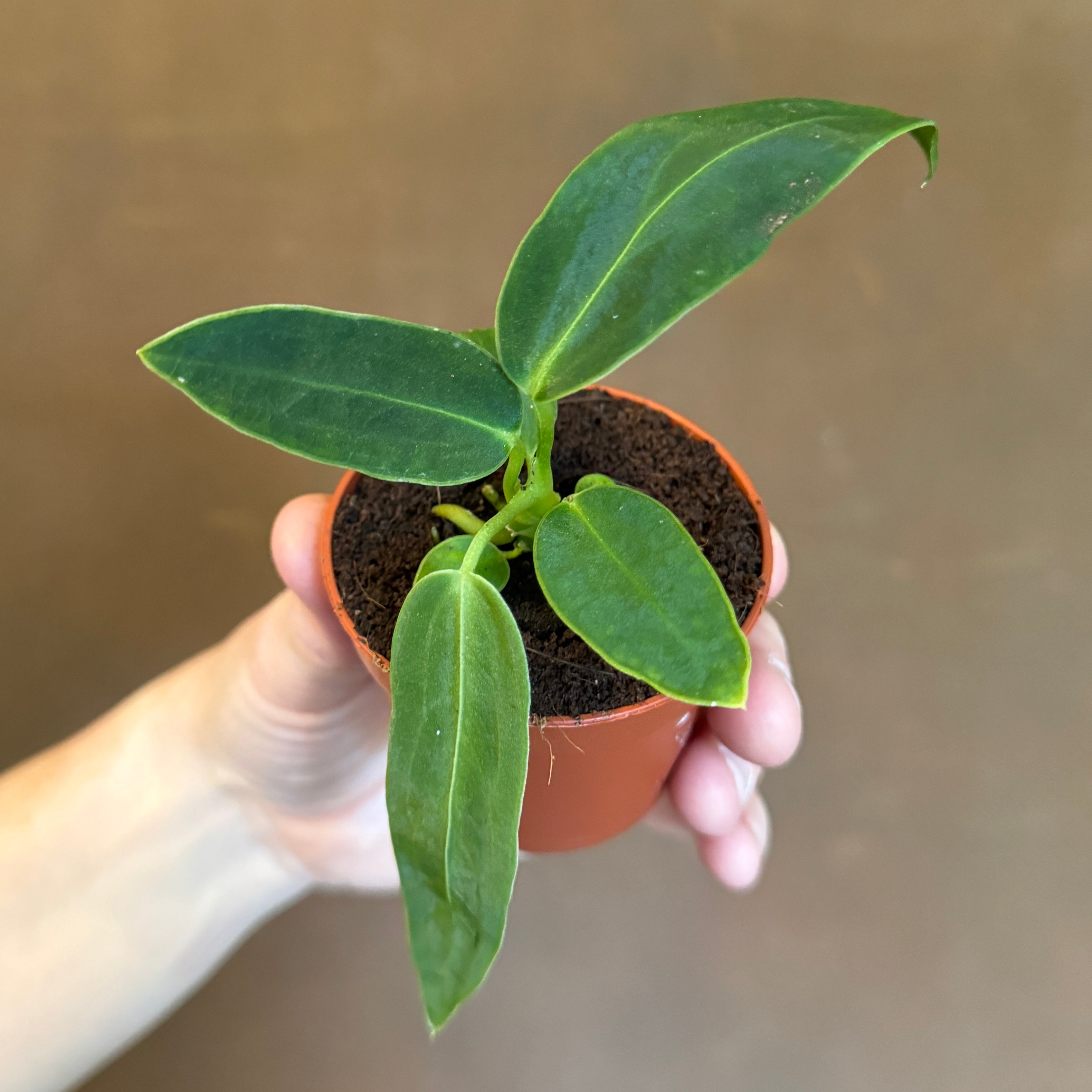 Anthurium warocqueanum