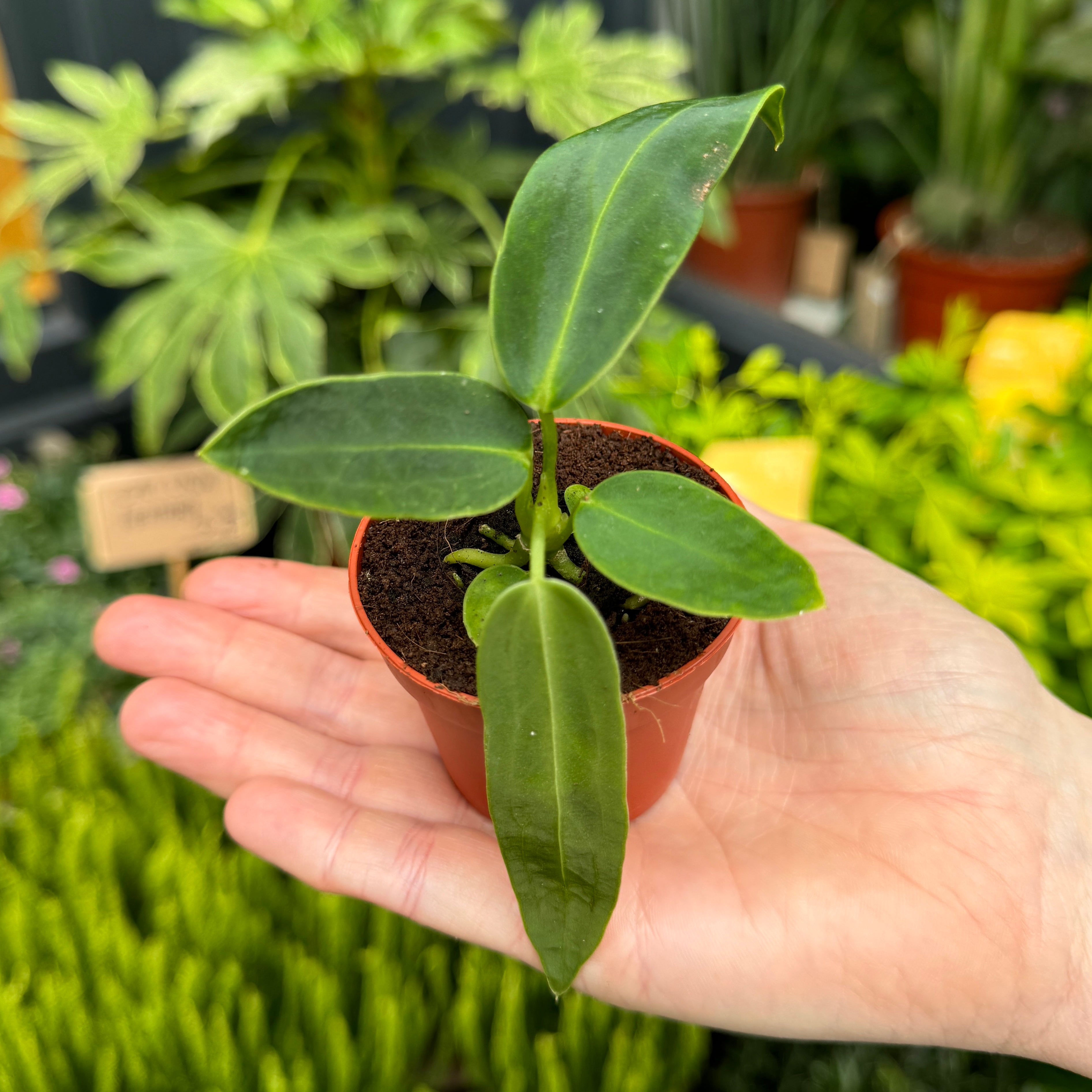 Anthurium warocqueanum