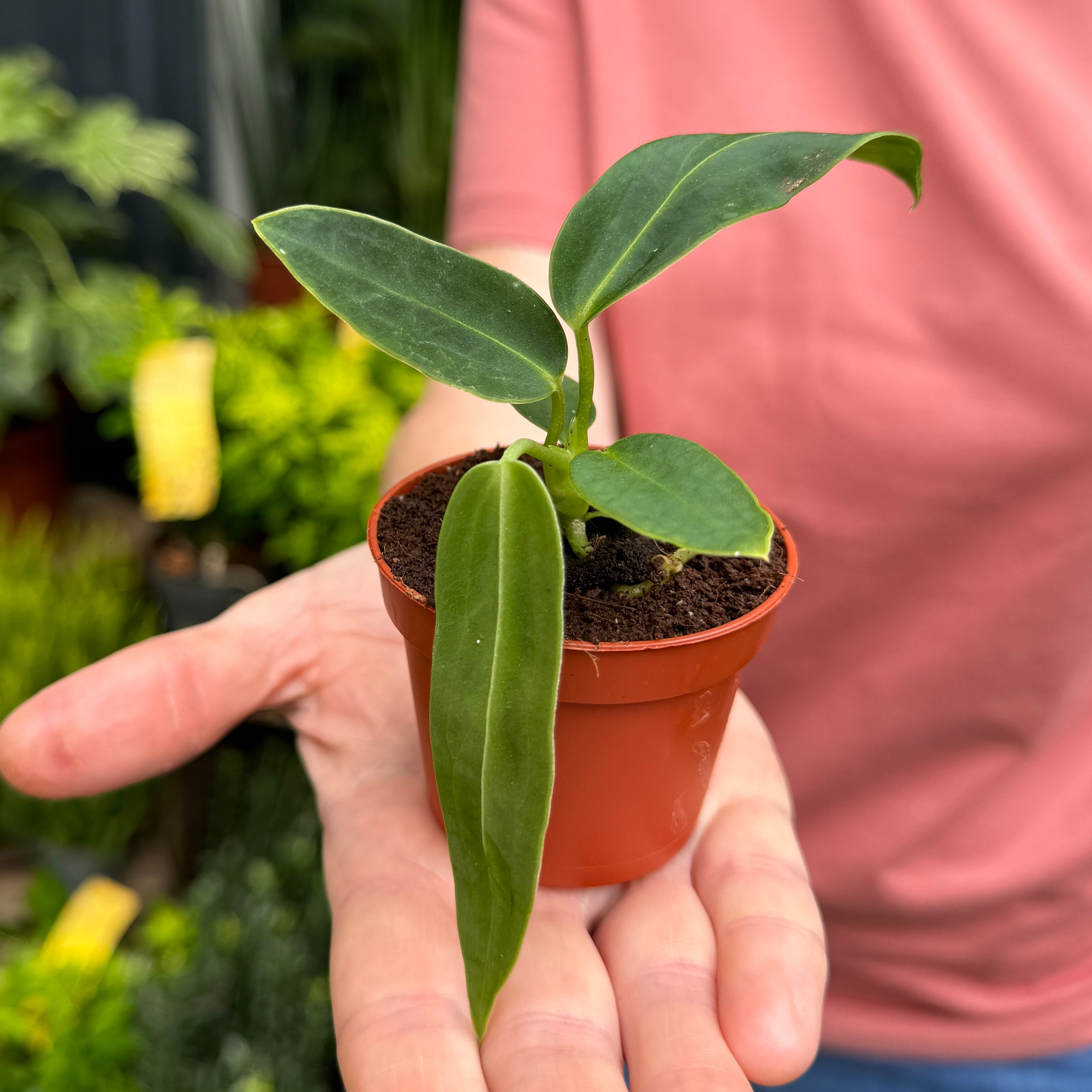 Anthurium warocqueanum