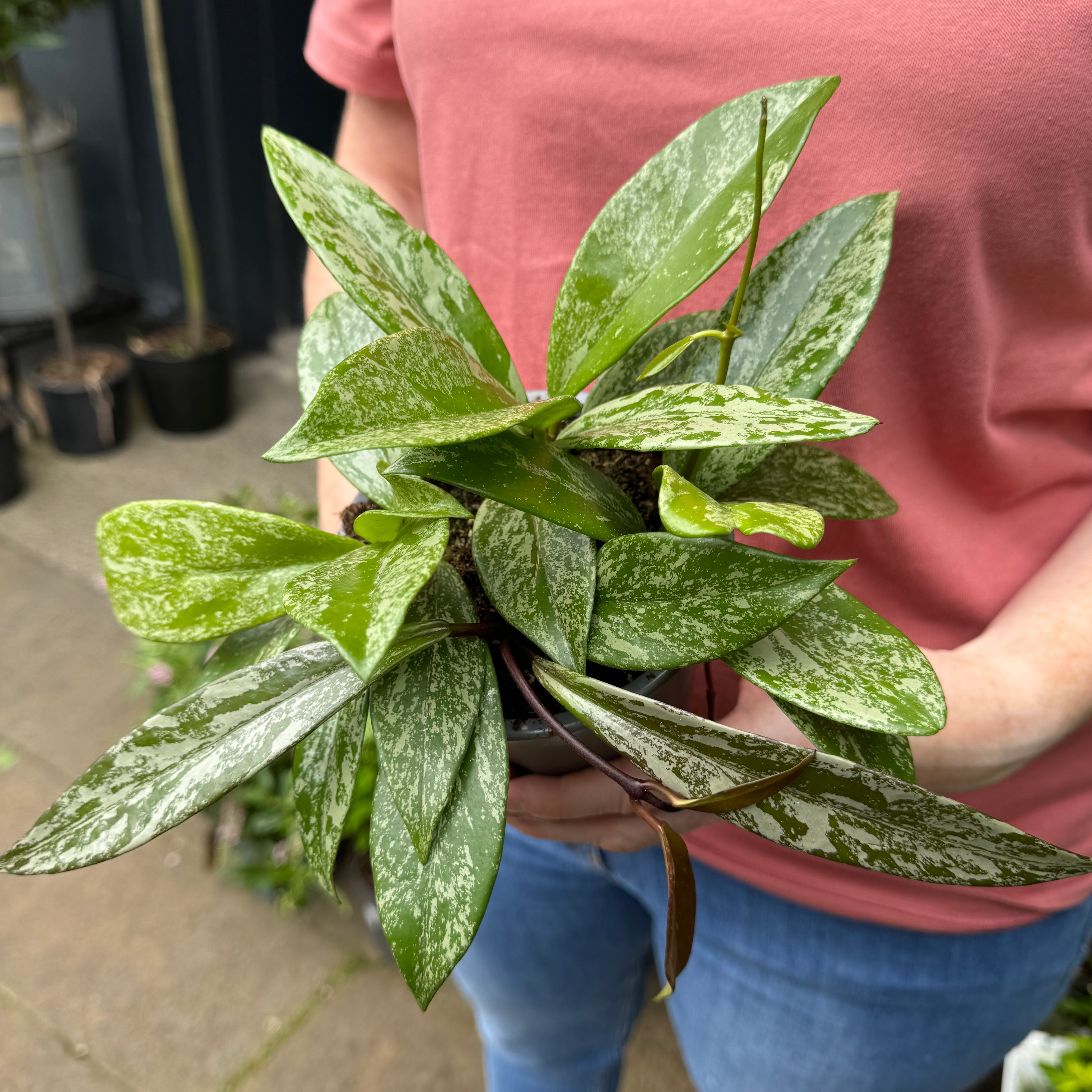 Hoya pubicalyx 'Silver Spot'