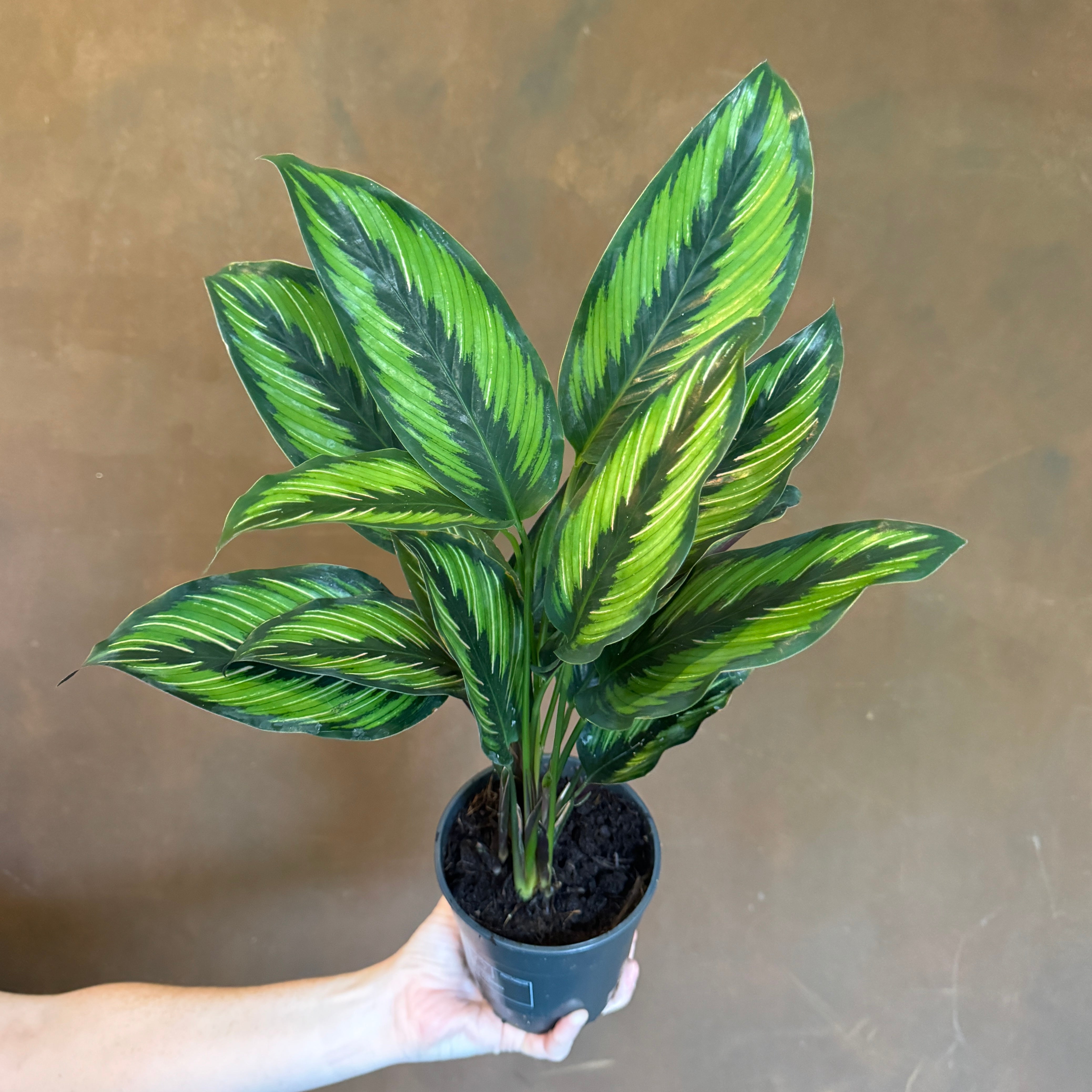 Calathea ‘Beauty Star’ (12cm pot)