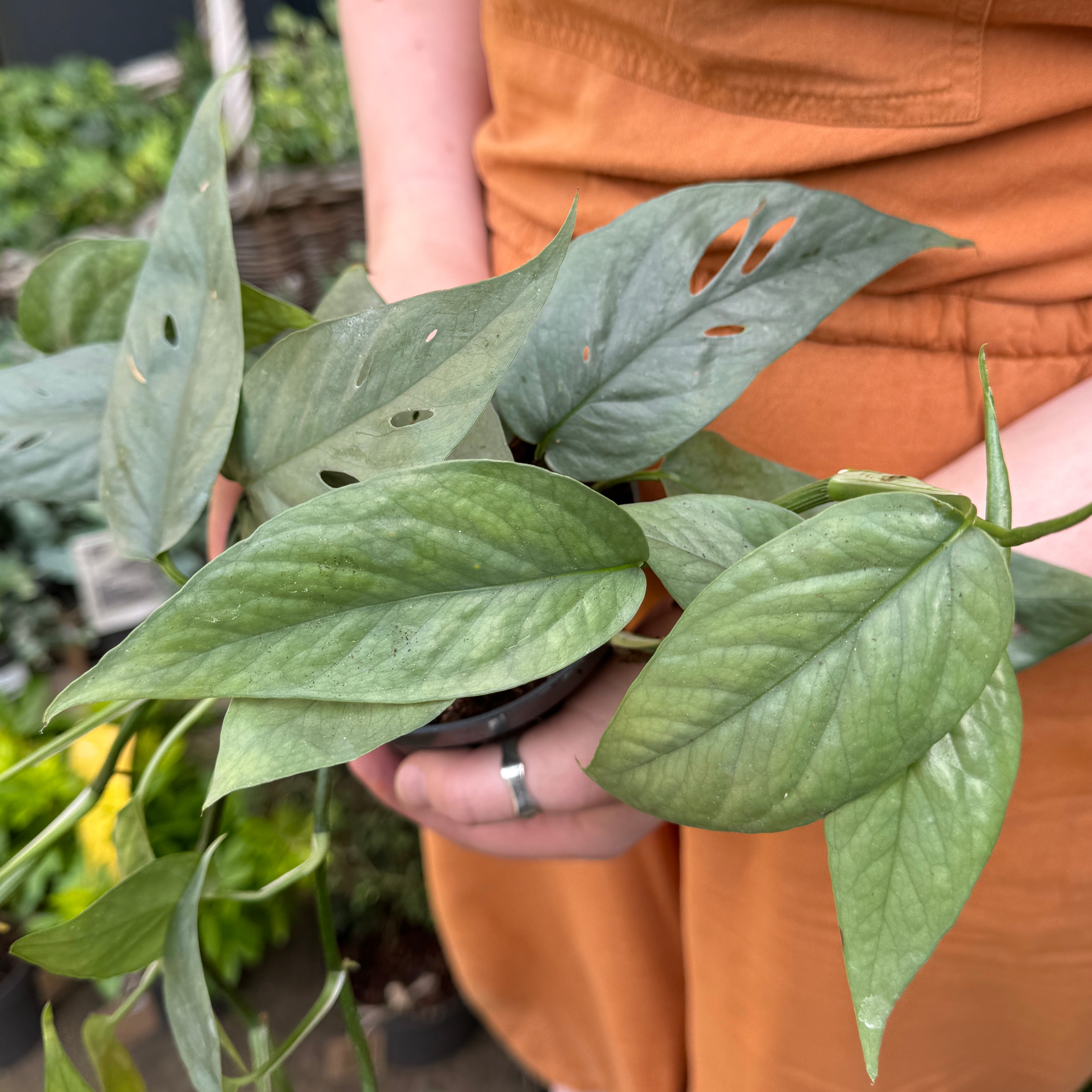 Epipremnum ‘Cebu Blue’