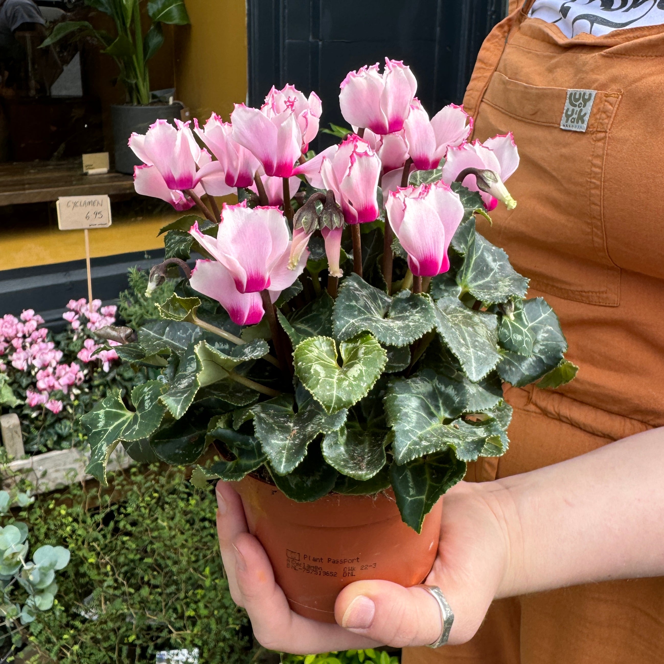 Cyclamen 'Metis Victoria'