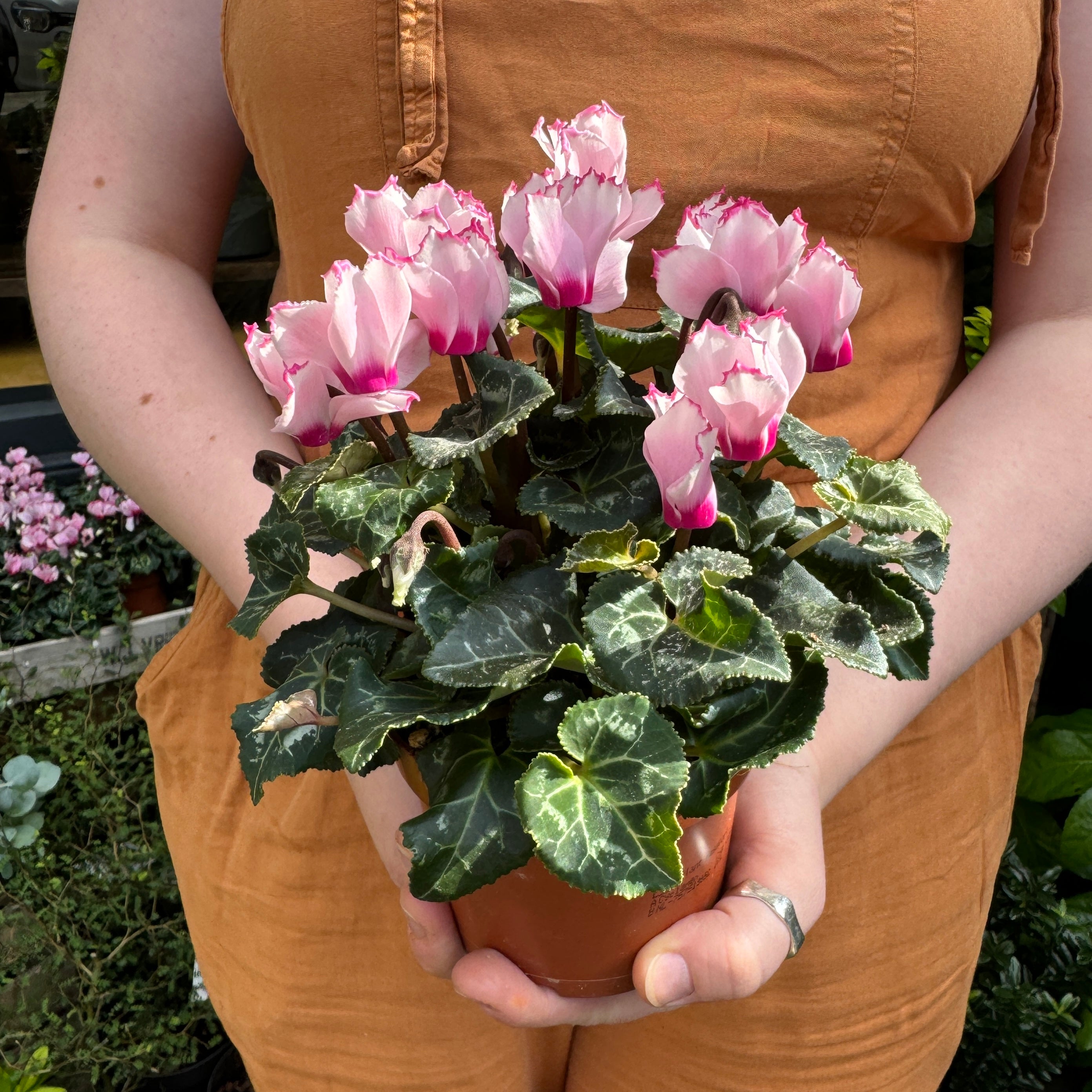 Cyclamen 'Metis Victoria'