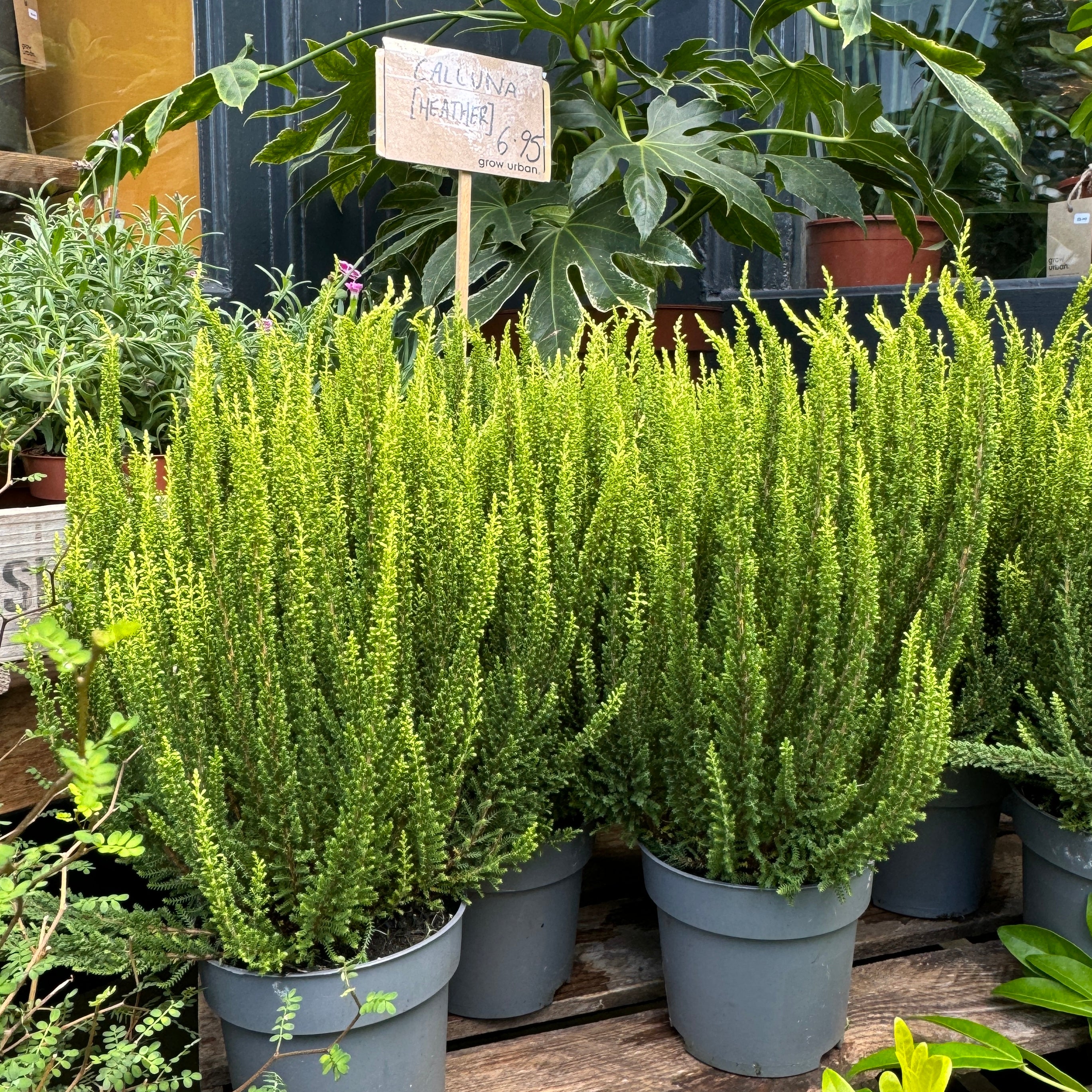 Calluna 'Skyline Verona'