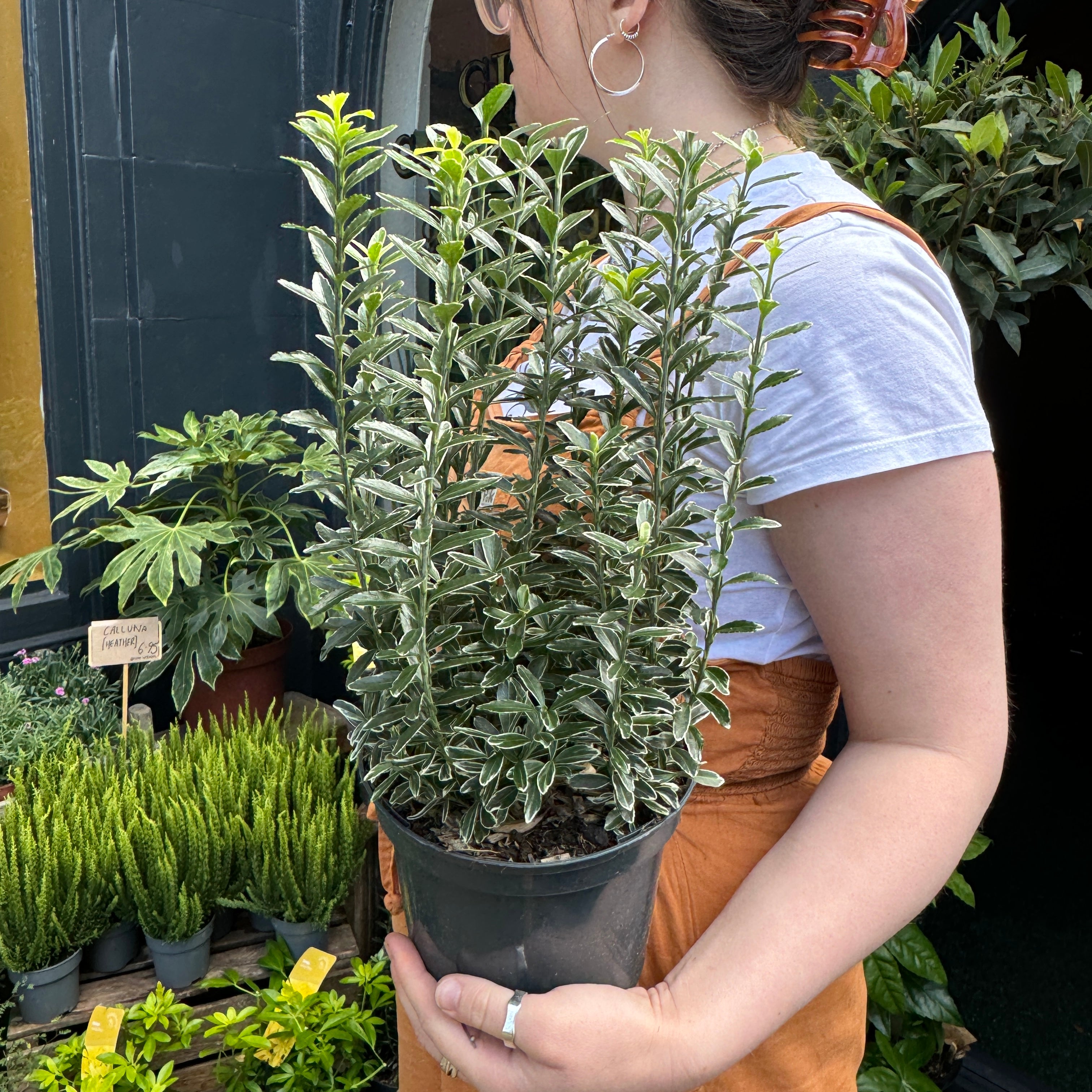 Euonymus japonicus 'Microphyllus Albovariegatus'