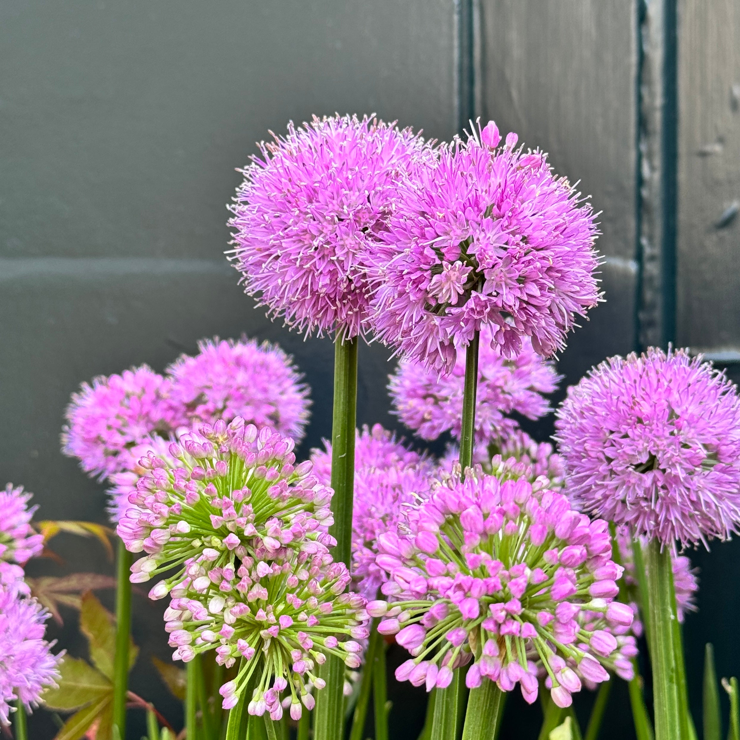 Allium 'Millenium'