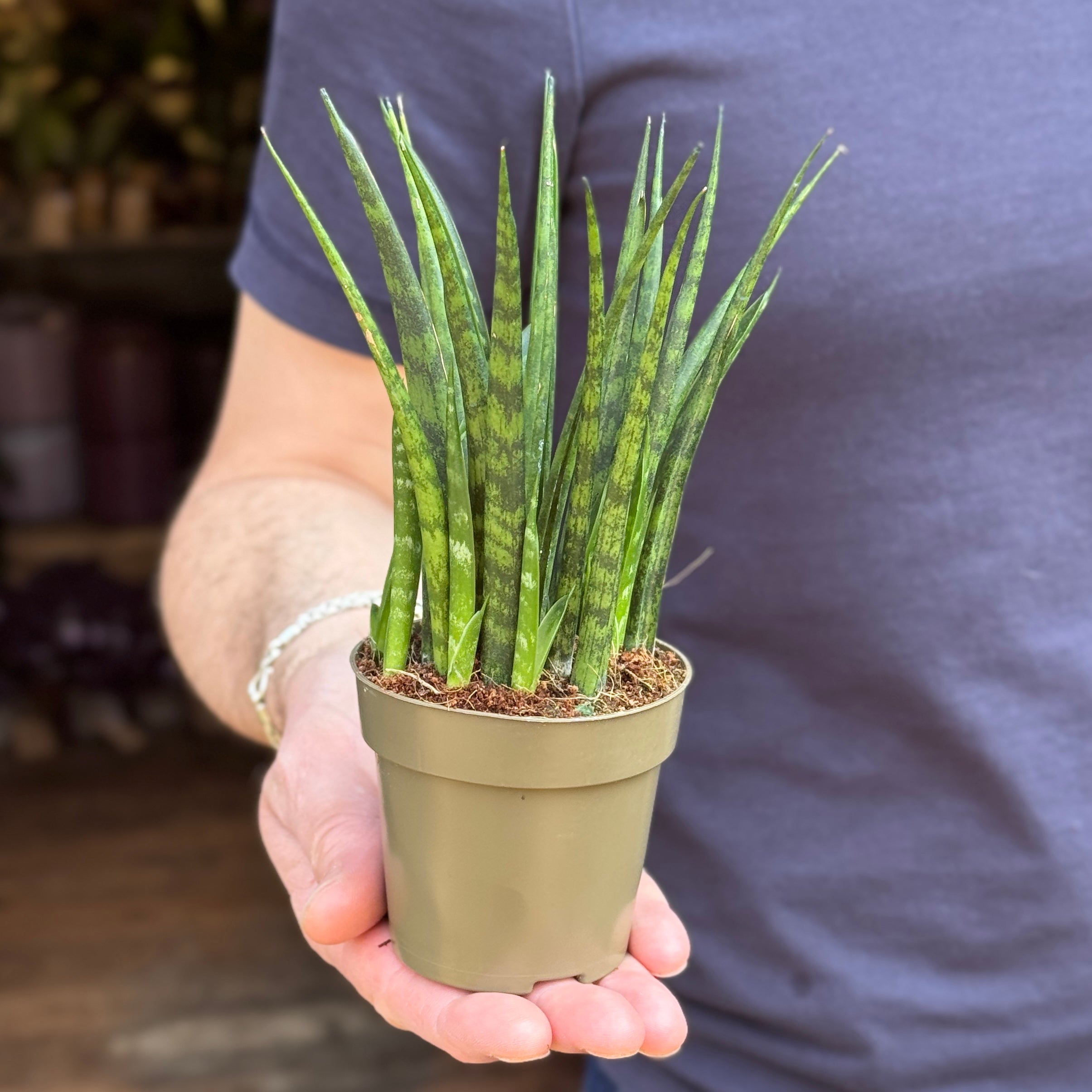 Sansevieria ‘Fernwood’ (9cm pot)