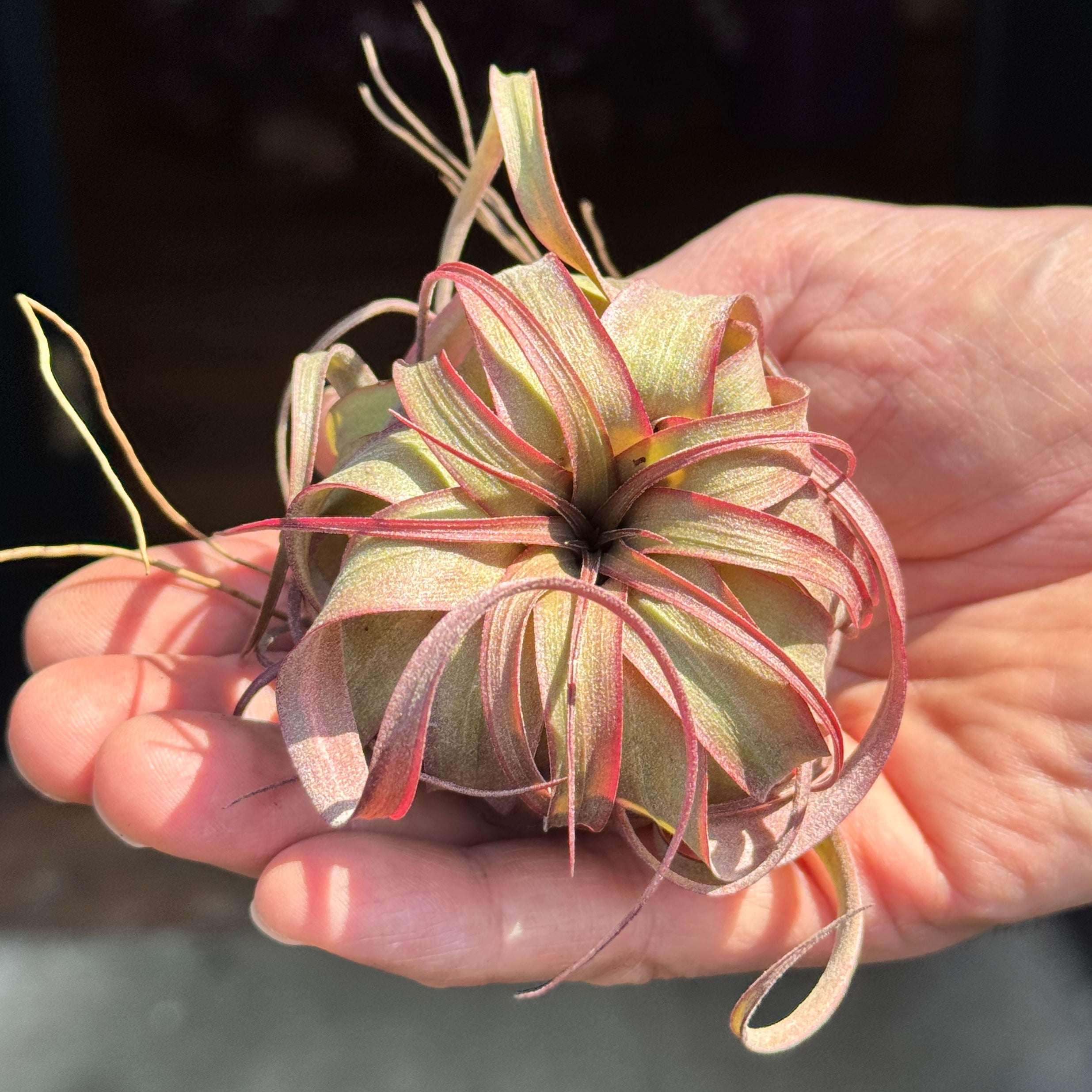 Tillandsia 'Eric Knobloch'