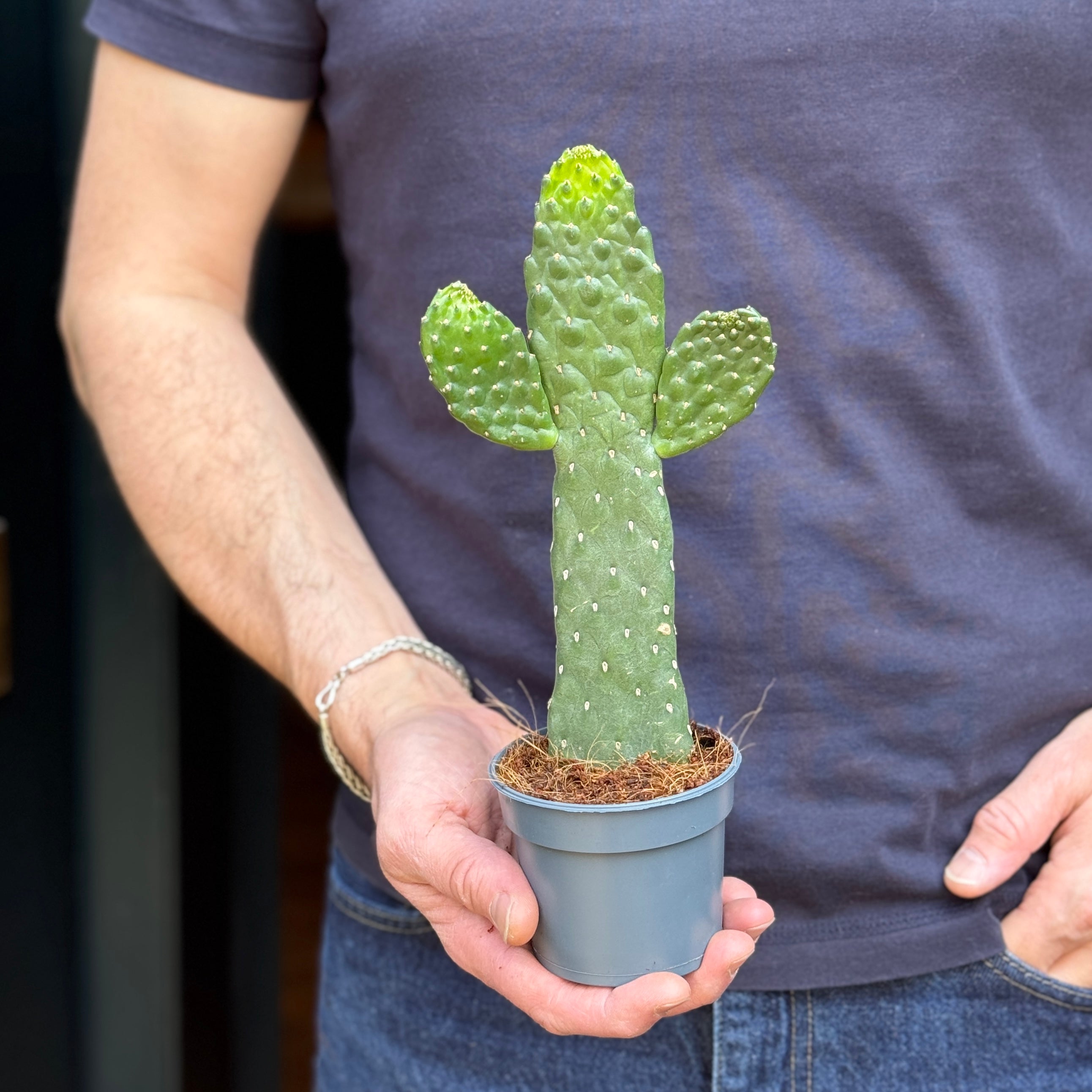 Consolea rubescens (9cm pot)