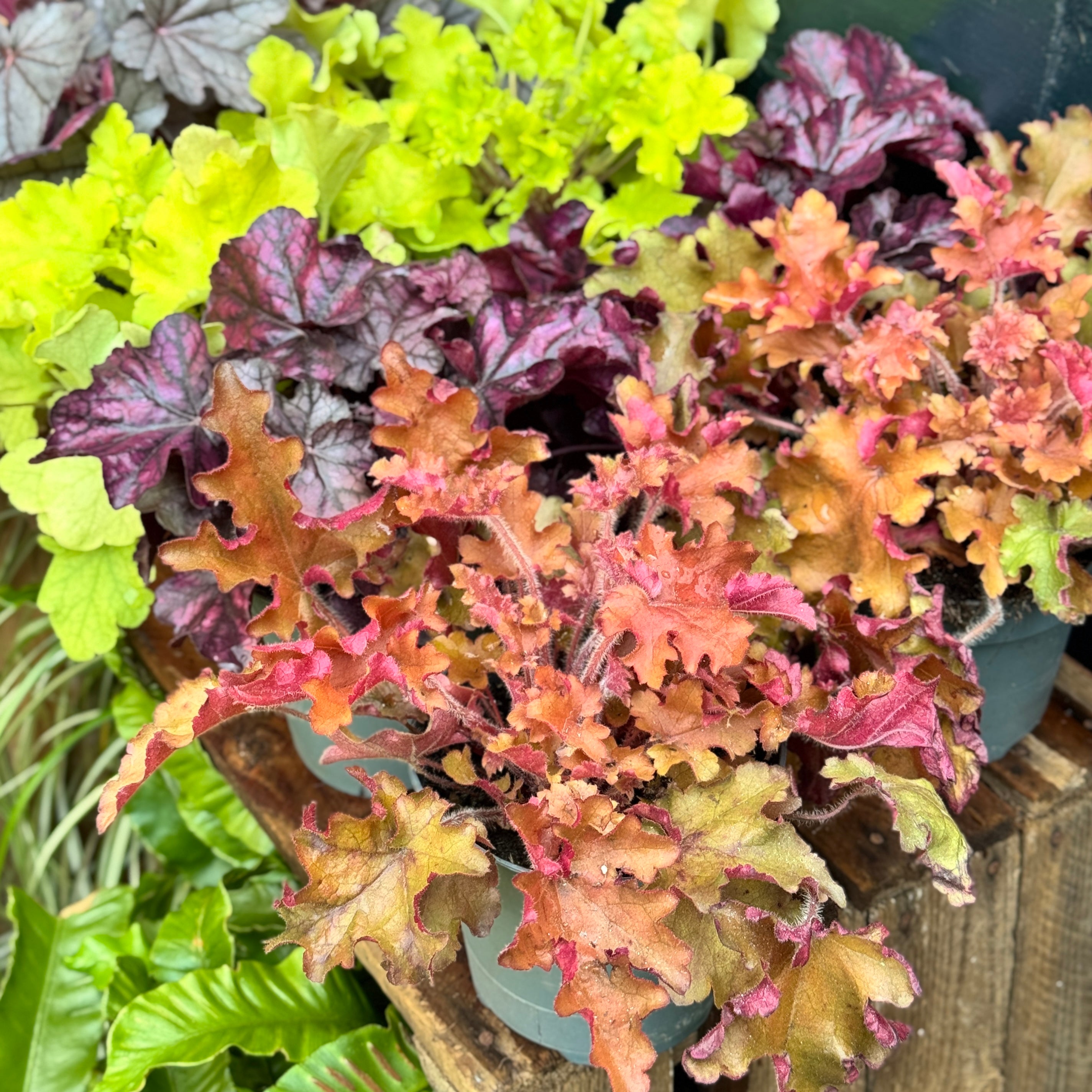 Heuchera Mix (1 Litre Pot)