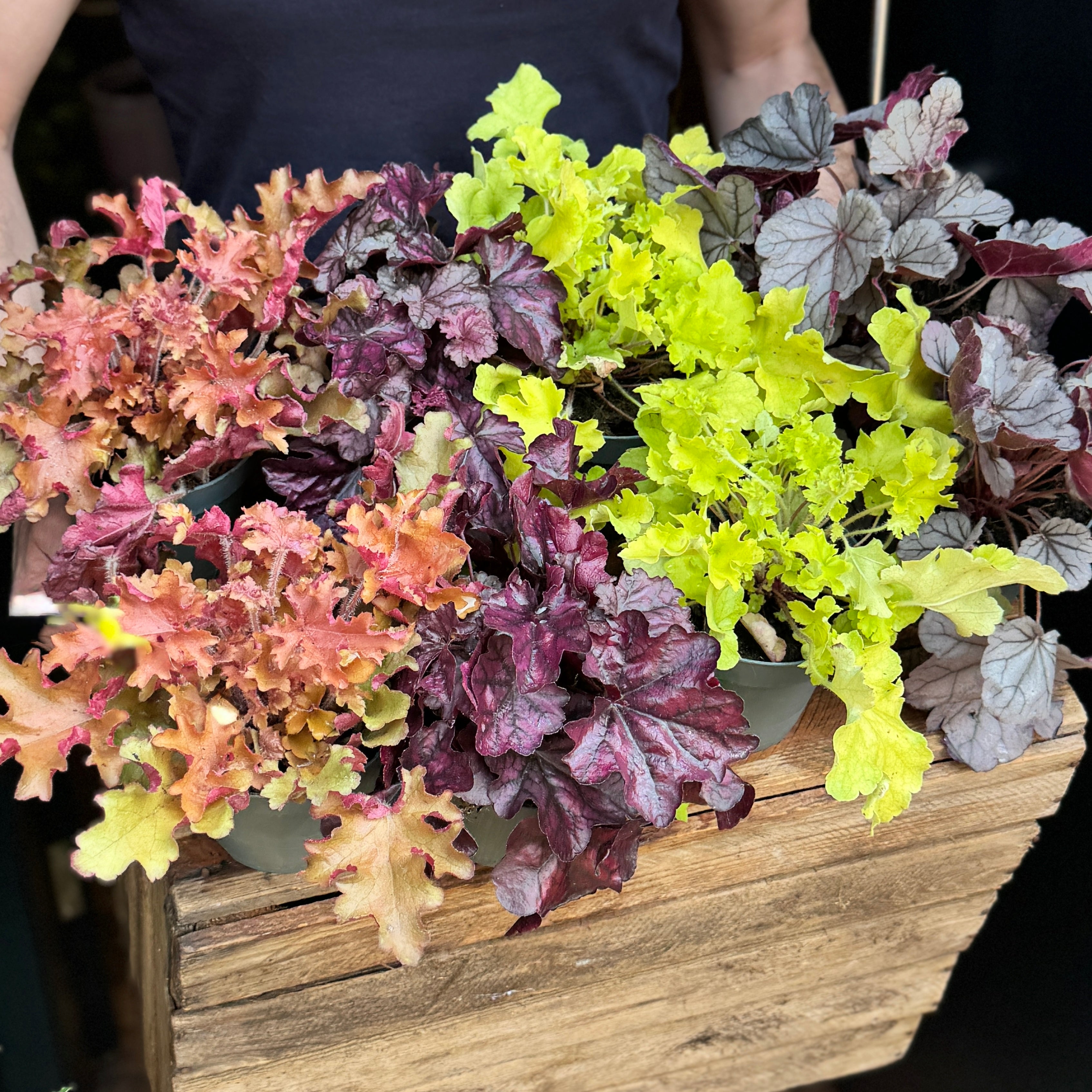 Heuchera Mix (1 Litre Pot)