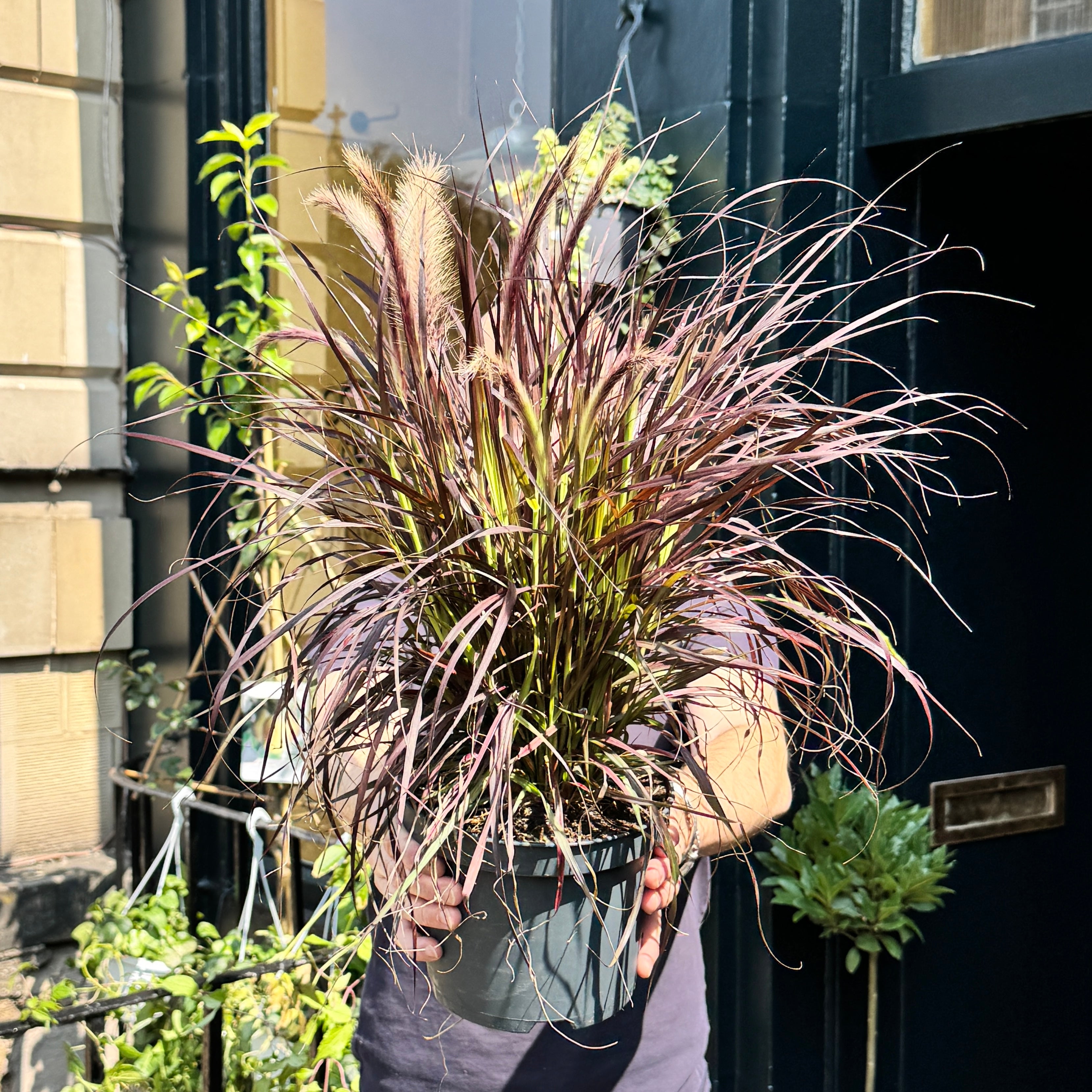 Pennisetum 'Tiny Tails'