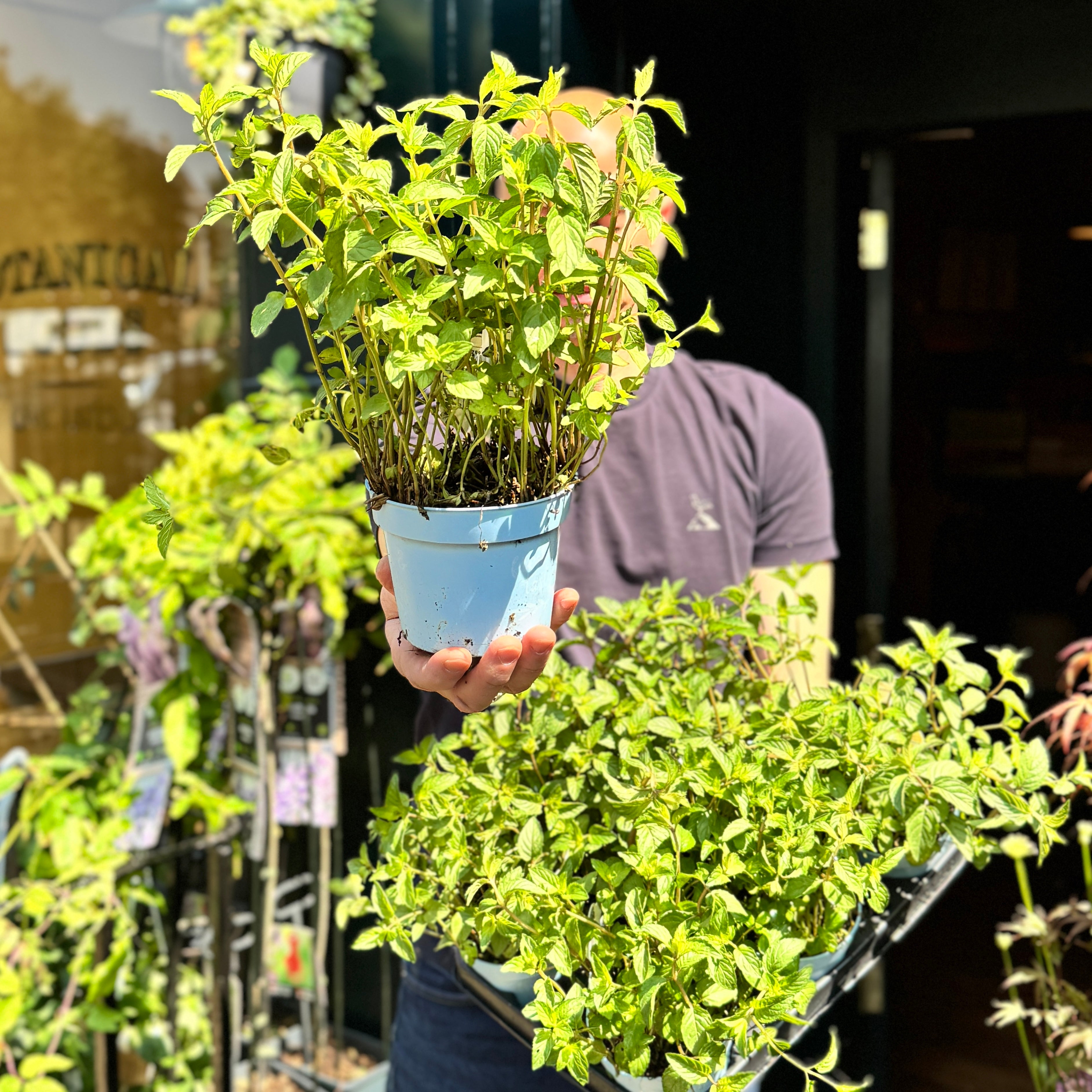 Chocolate Mint (Mentha × piperita 'Chocolate')
