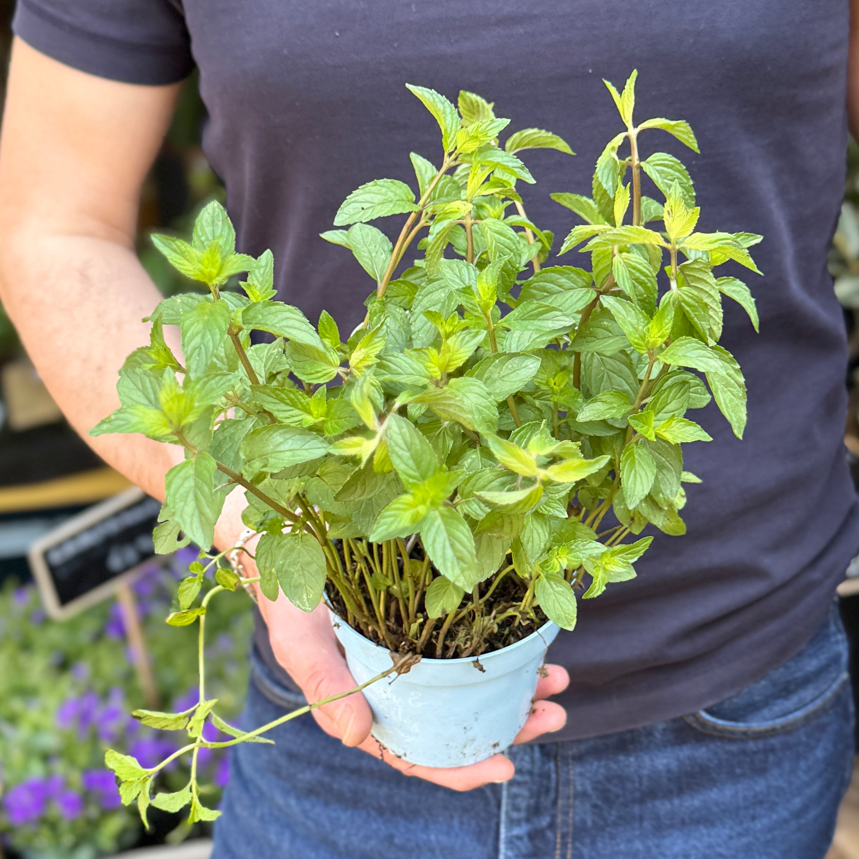 Chocolate Mint (Mentha × piperita 'Chocolate')
