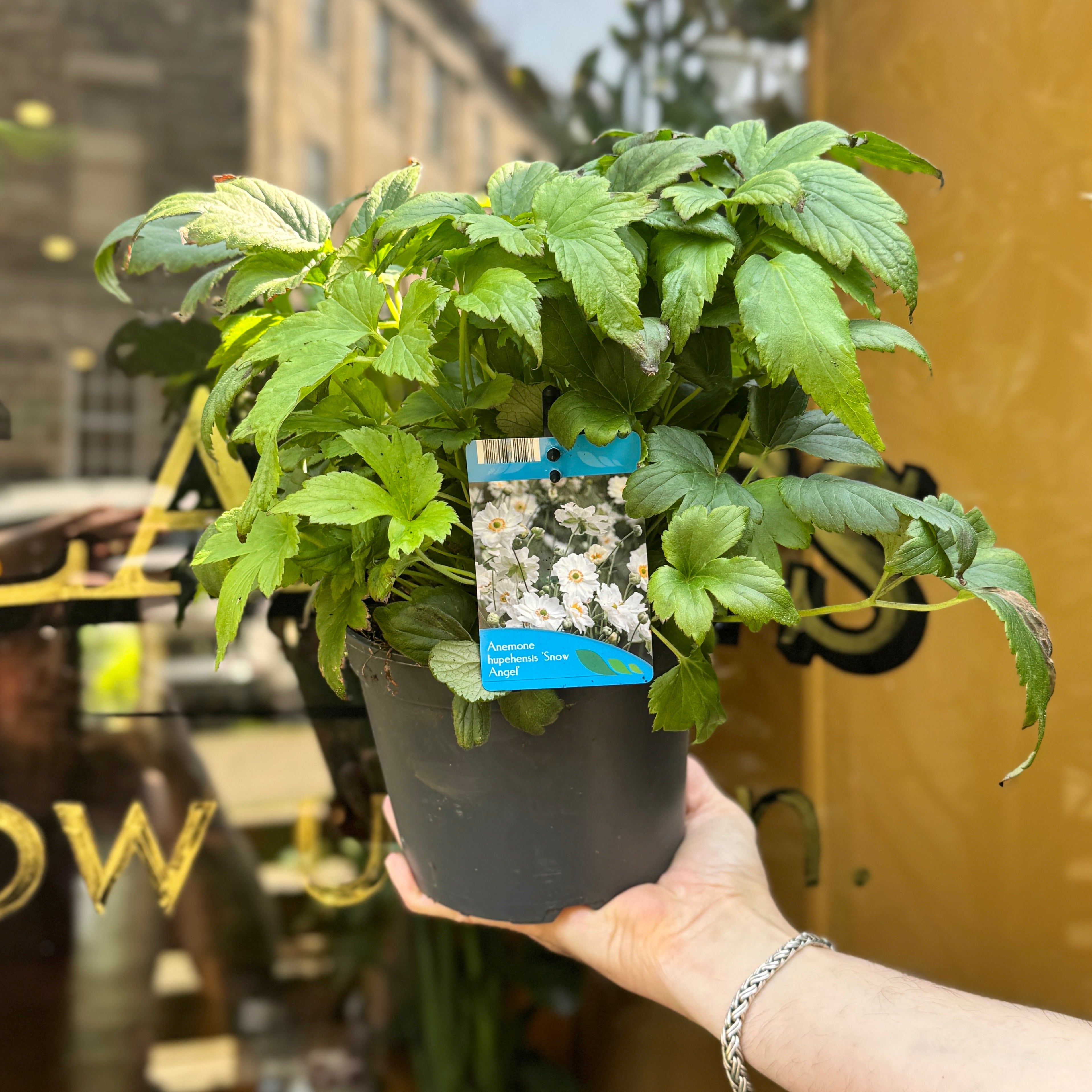Anemone 'Snow Angel'