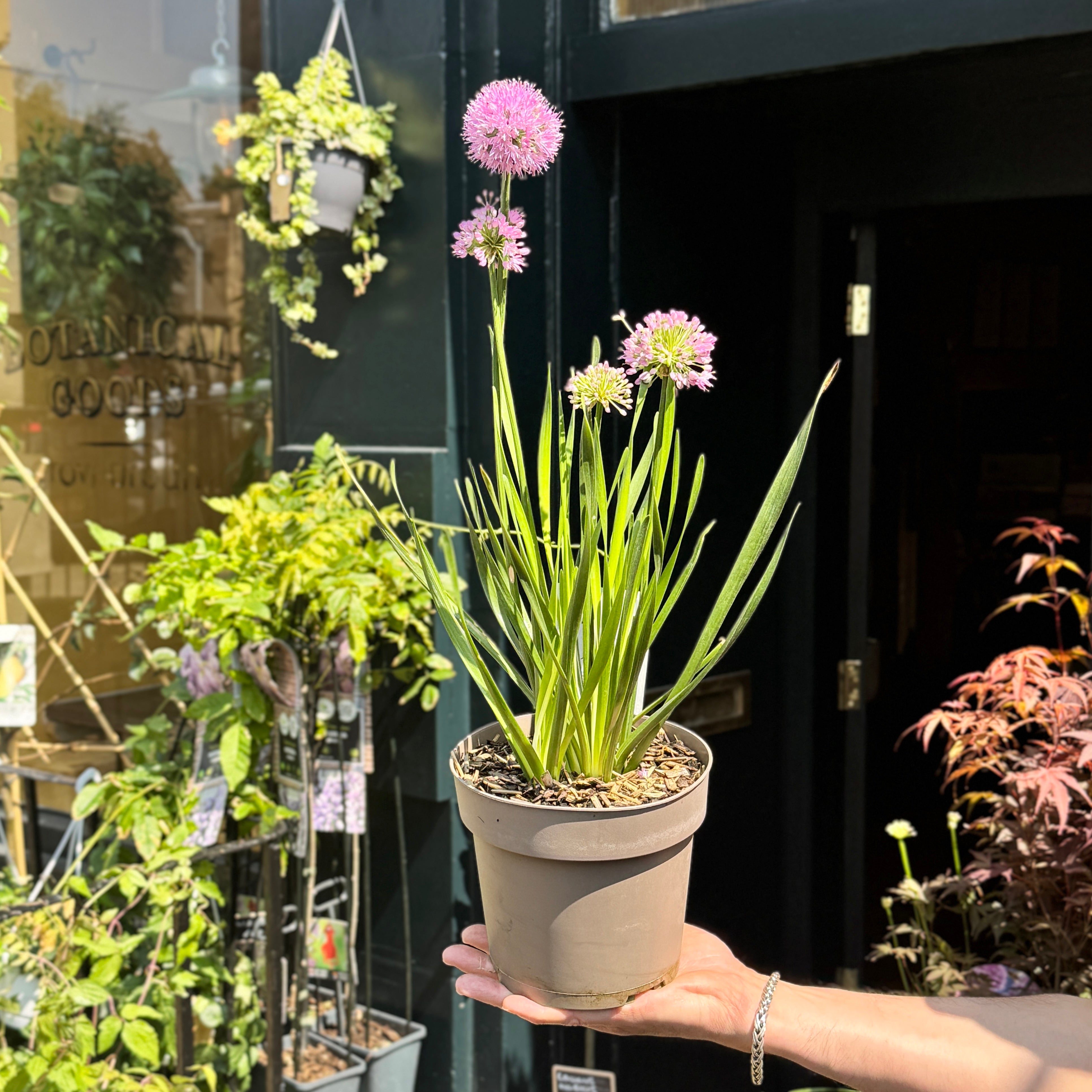 Allium 'Millenium'